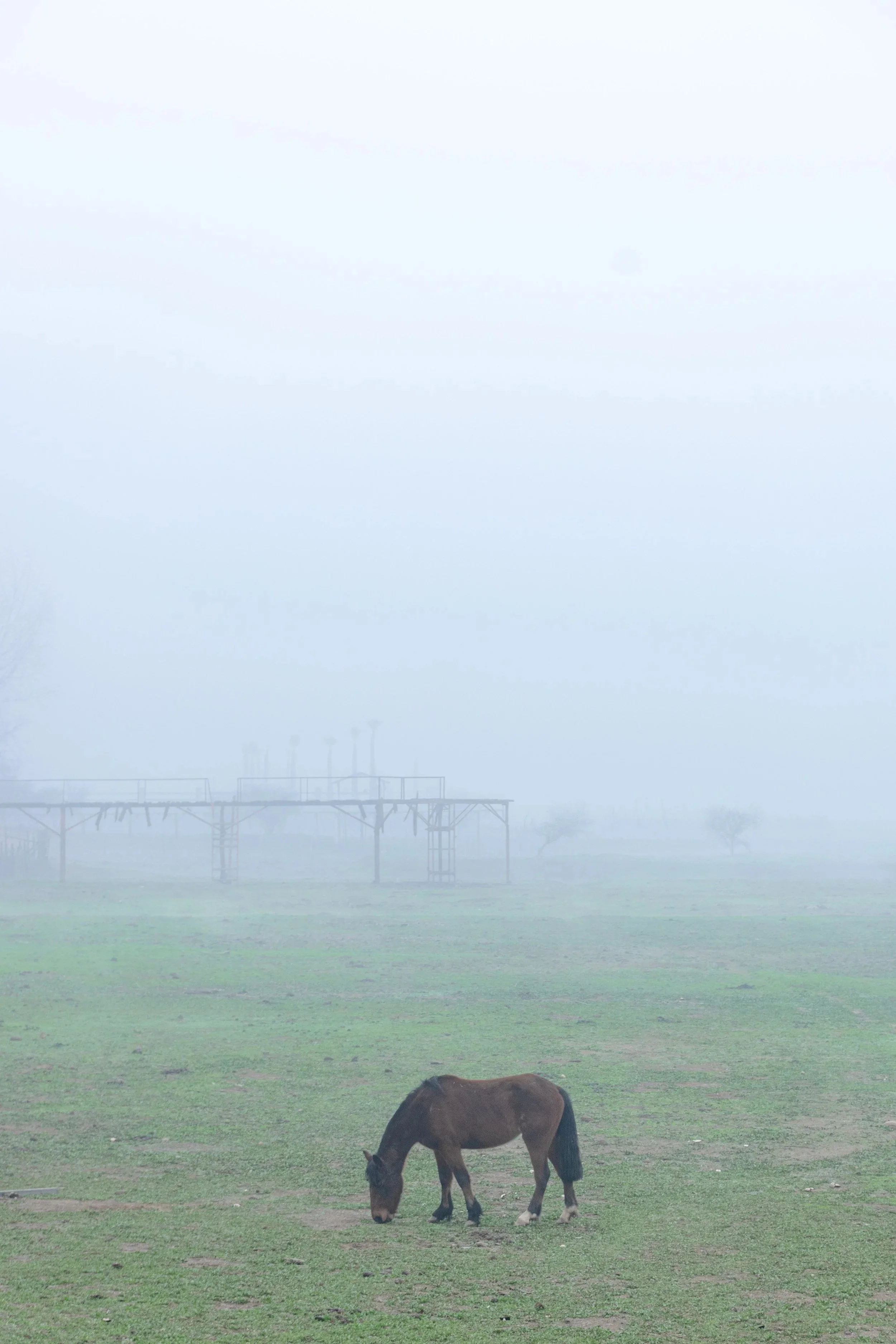 Caballos pastando en la laguna Aculeo · 14