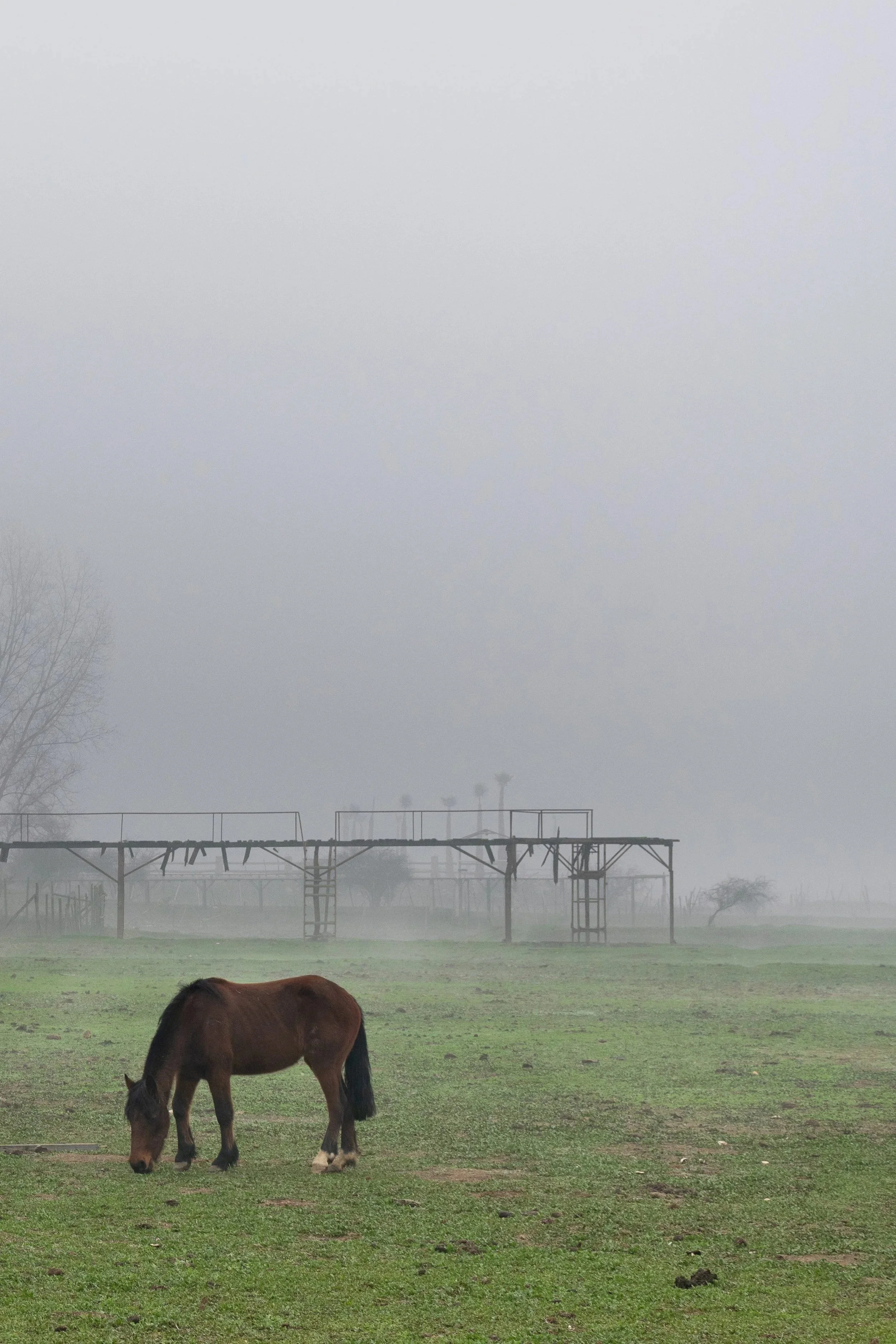 Caballos pastando en la laguna Aculeo · 15