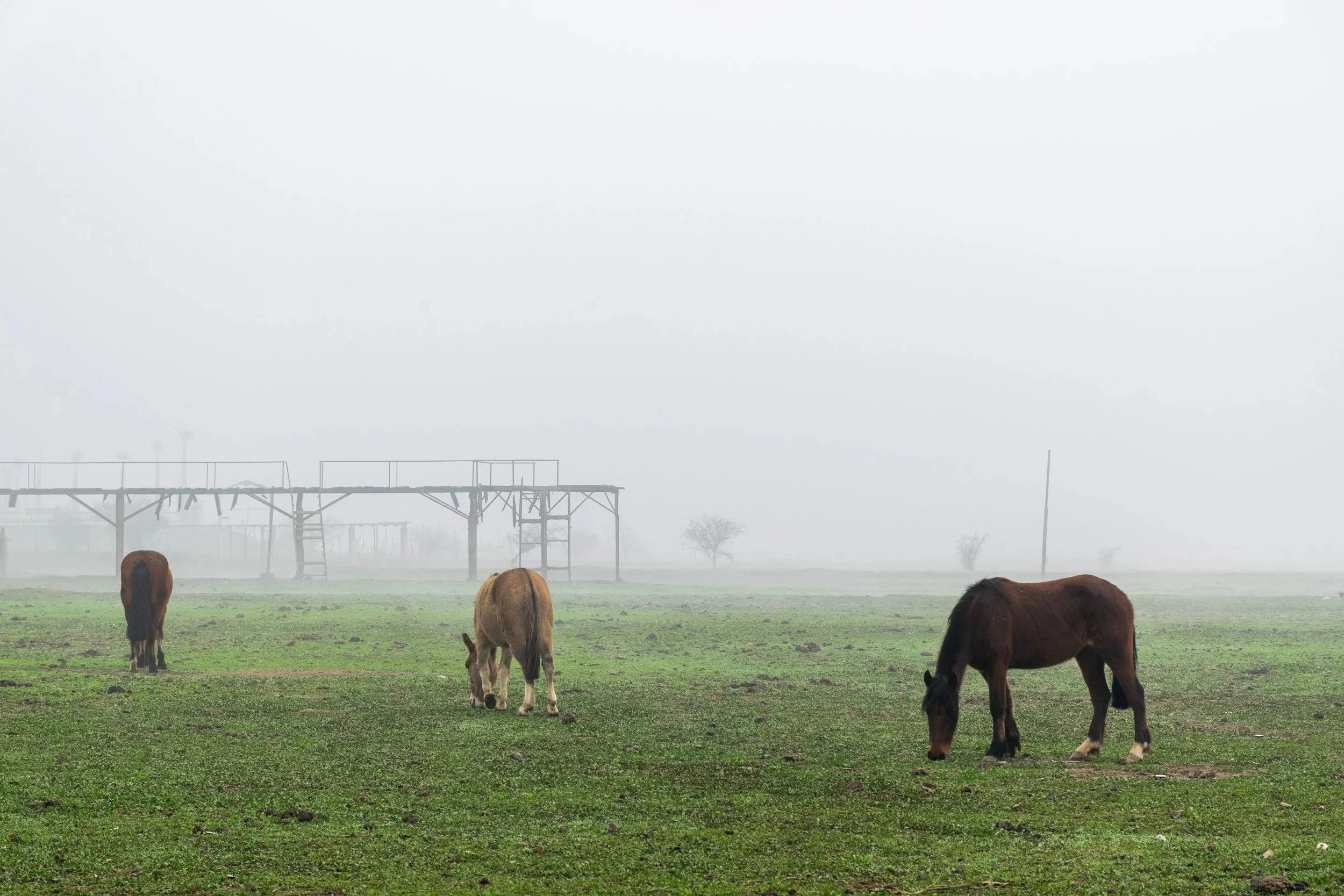 Caballos pastando en la laguna Aculeo · 16