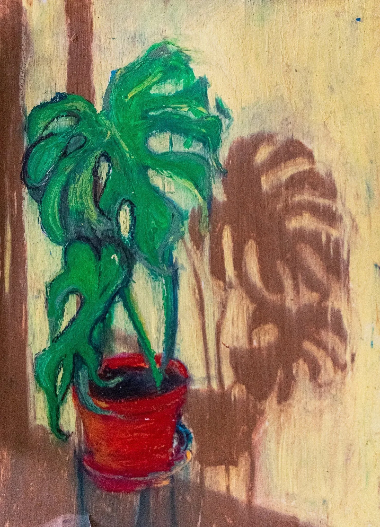 MONSTERA AL SOL DIRECTO