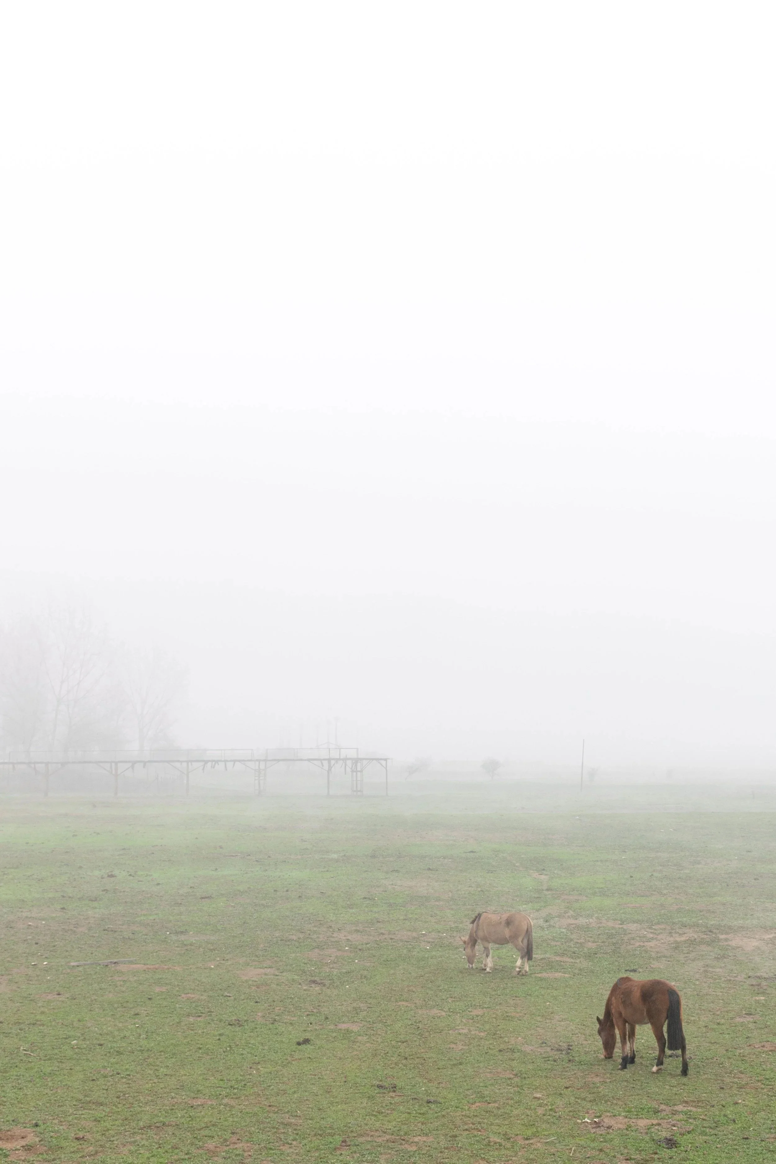 Caballos pastando en la laguna Aculeo · 6