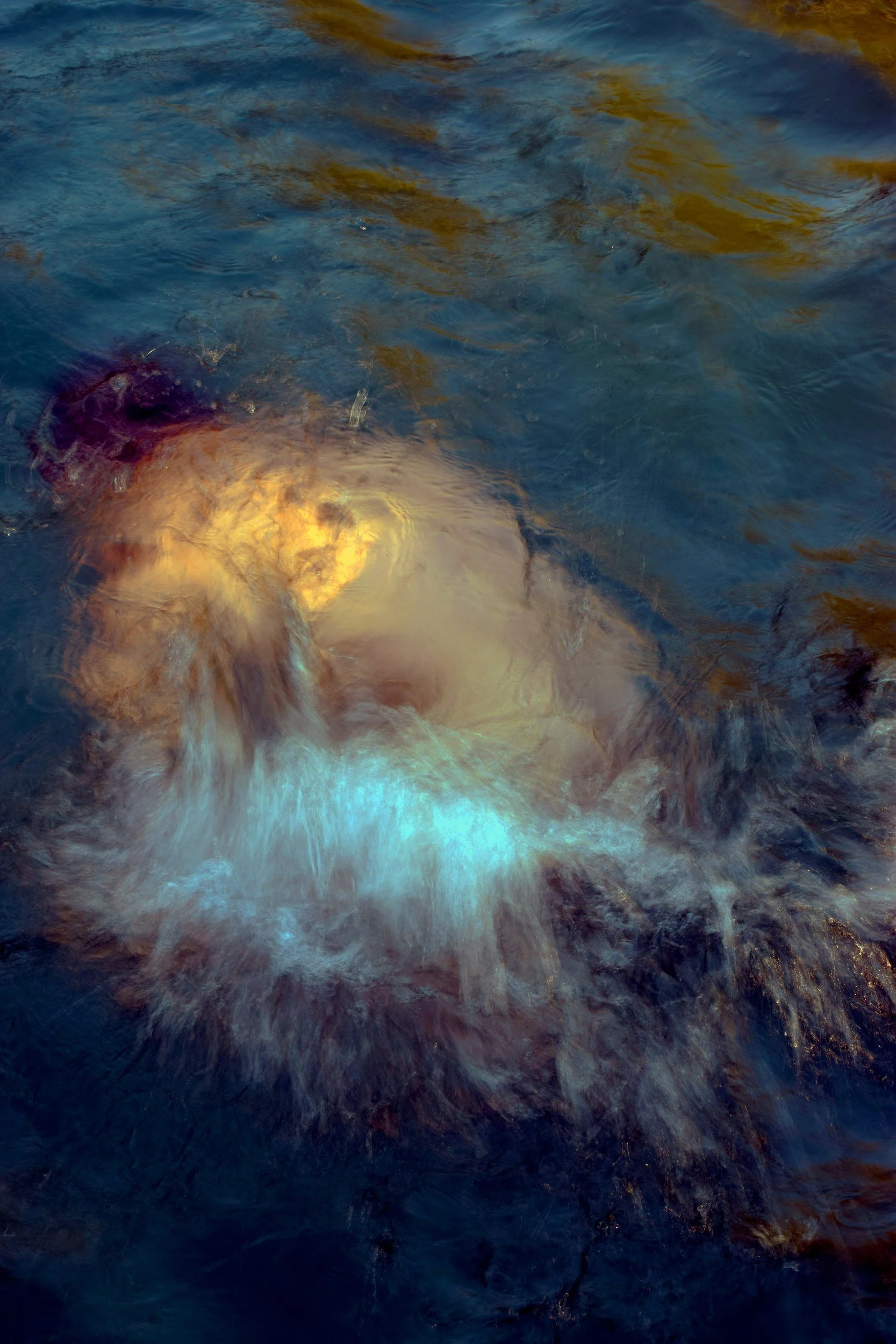 PIQUERO DE TURNER 6