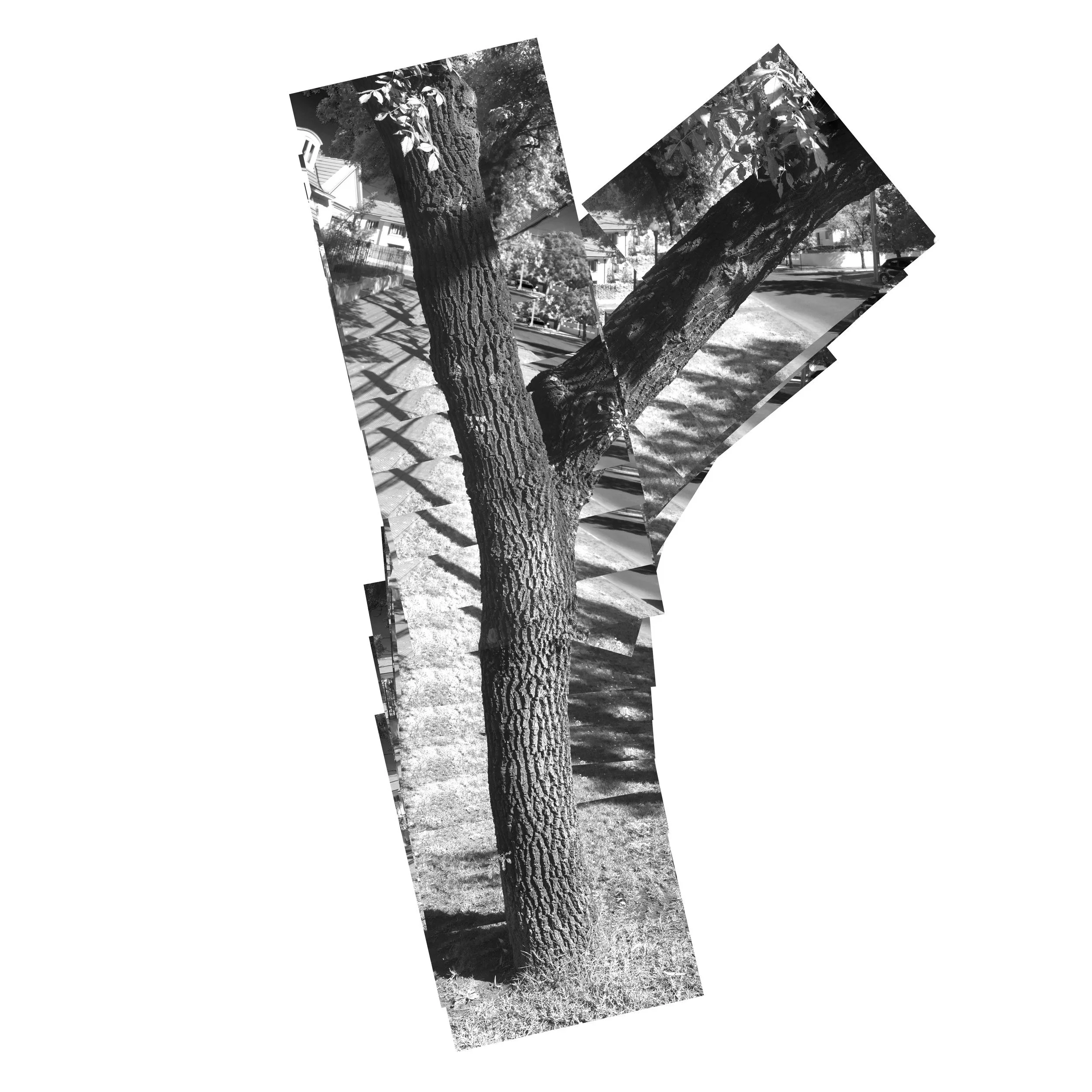 Árbol