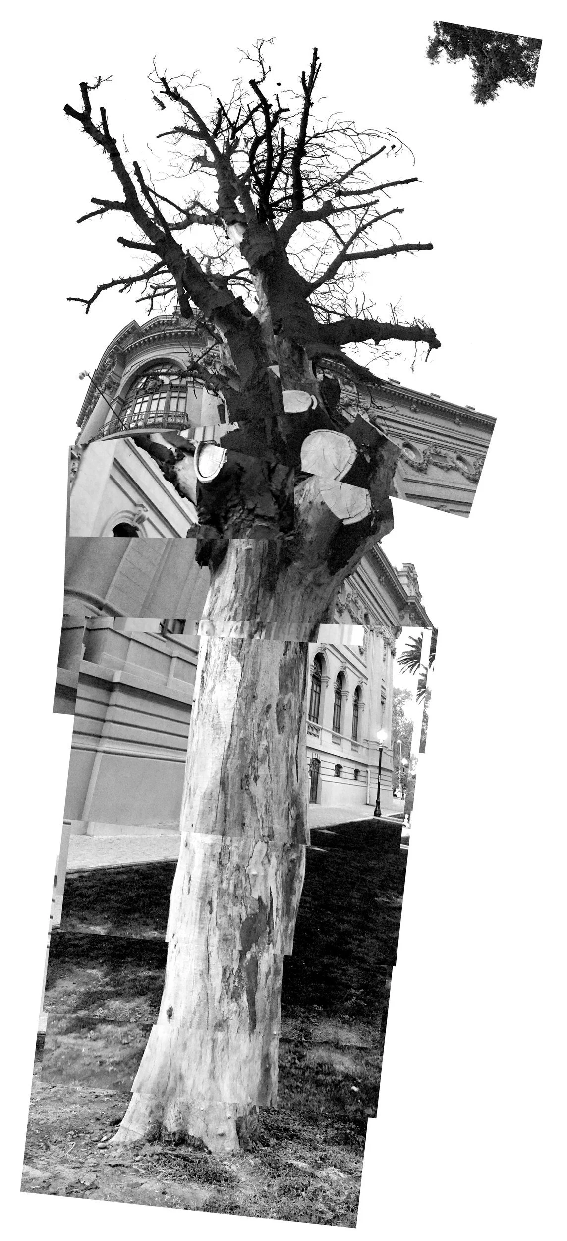 Árbol MNBA