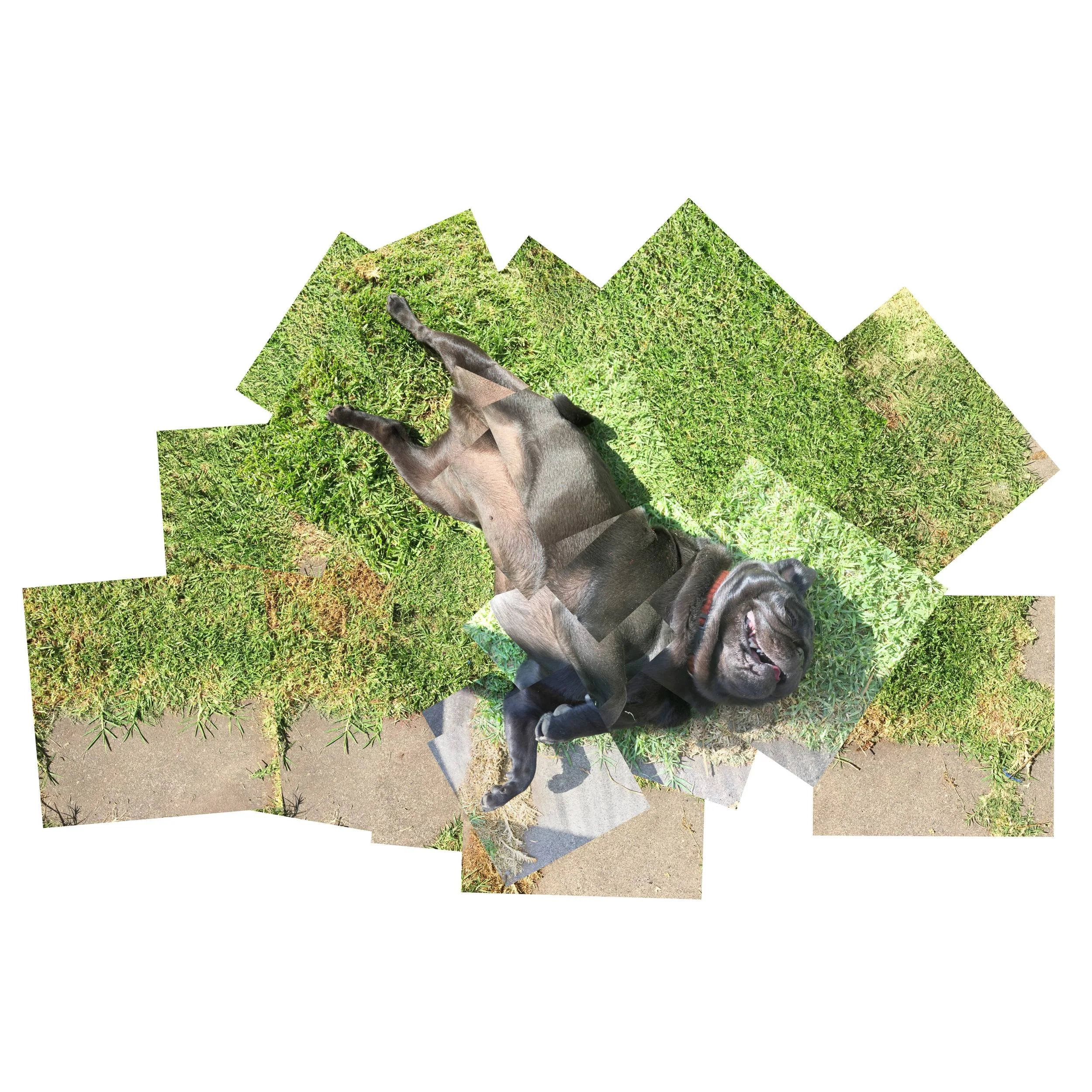 Trufa