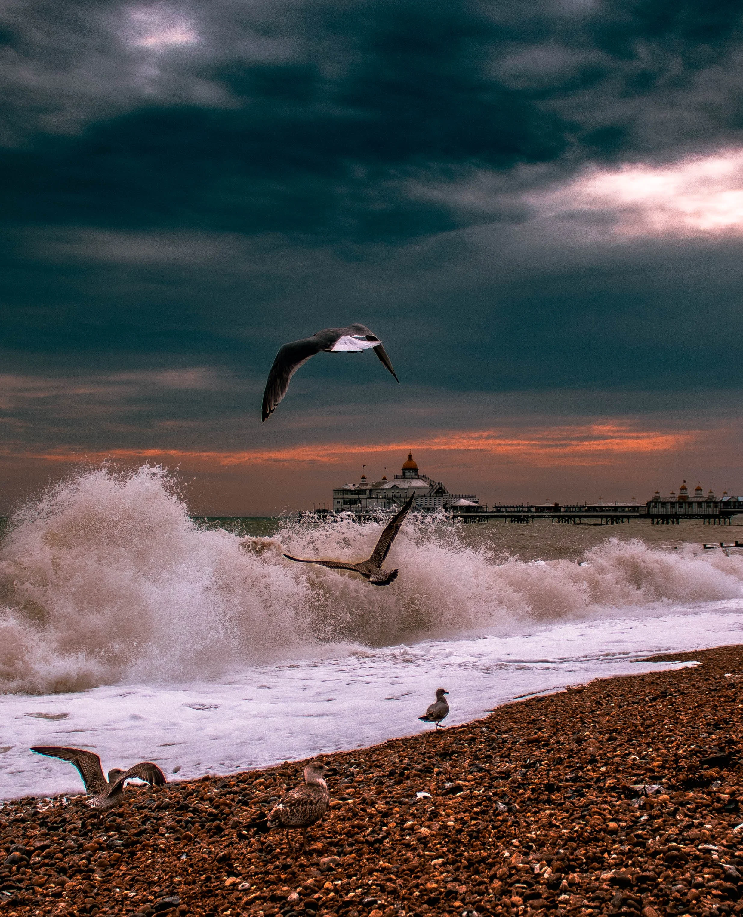 Seagulls flying over a rocky beach with waves crashing, a pier, and a building with a golden dome at sunset under a dark cloudy sky.