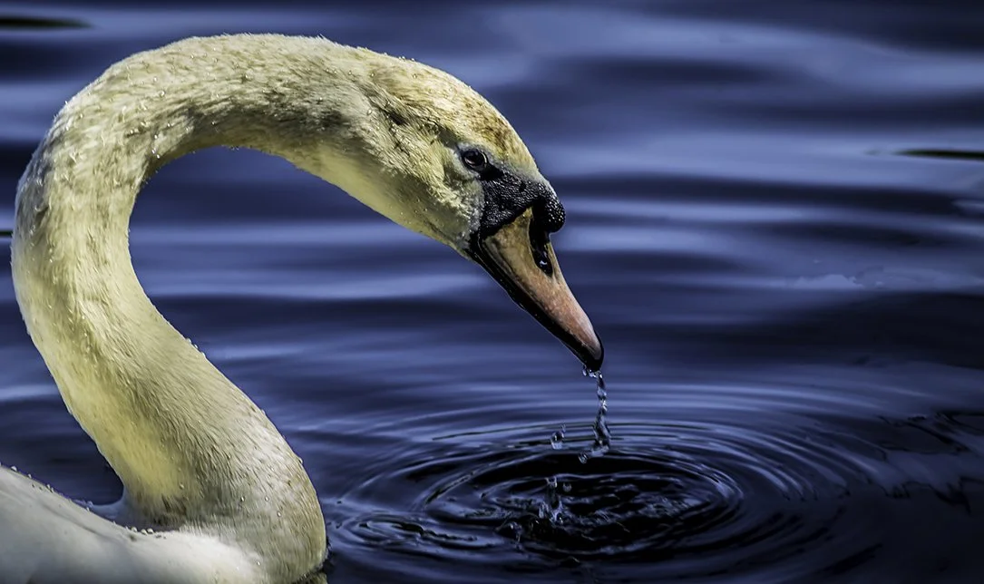 A close-up of a swan's head and neck with water droplets, on a calm blue body of water.