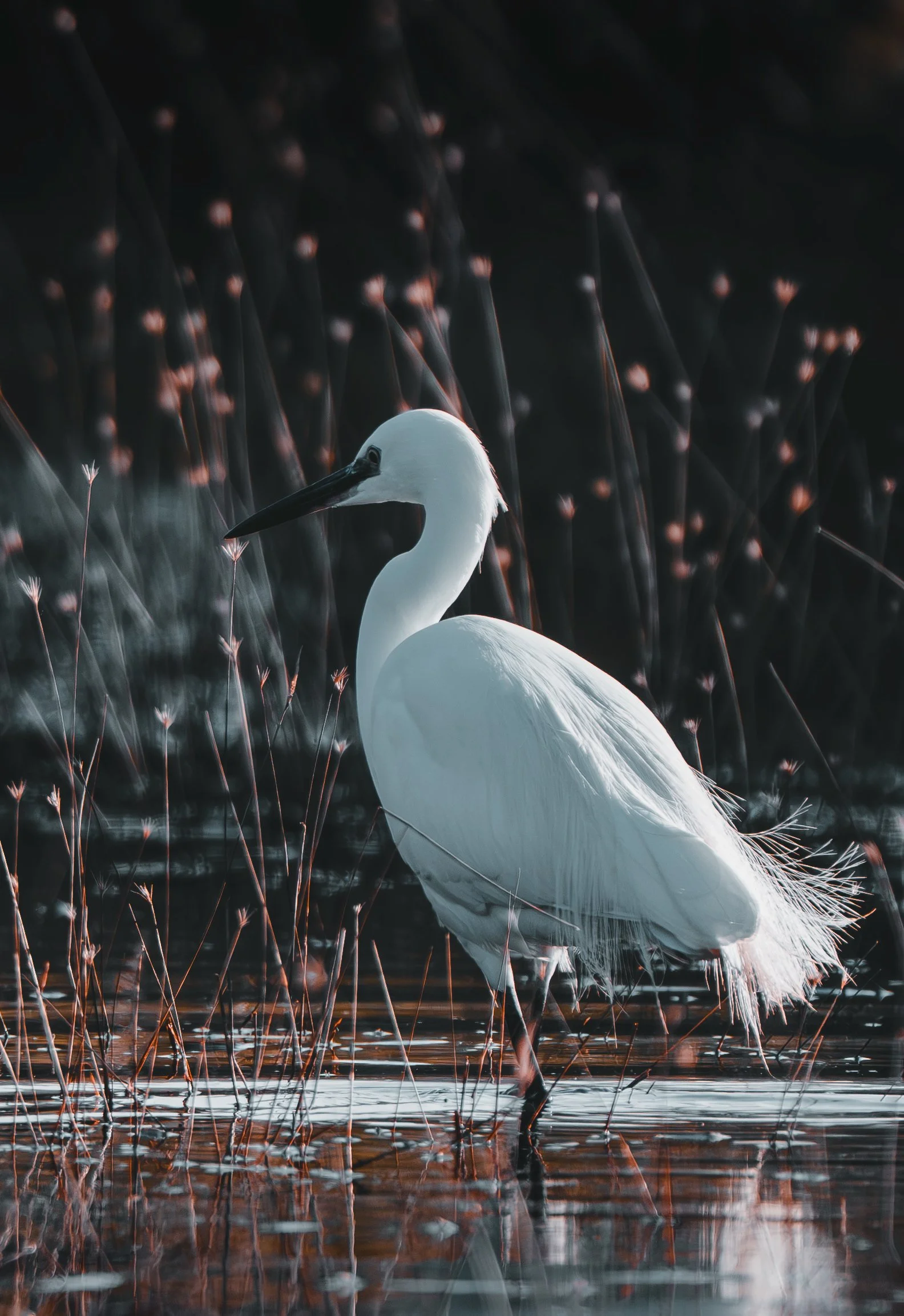 Jamie_Evans_Wildlife_Decemebr _East Sussex uk__0308013.jpg