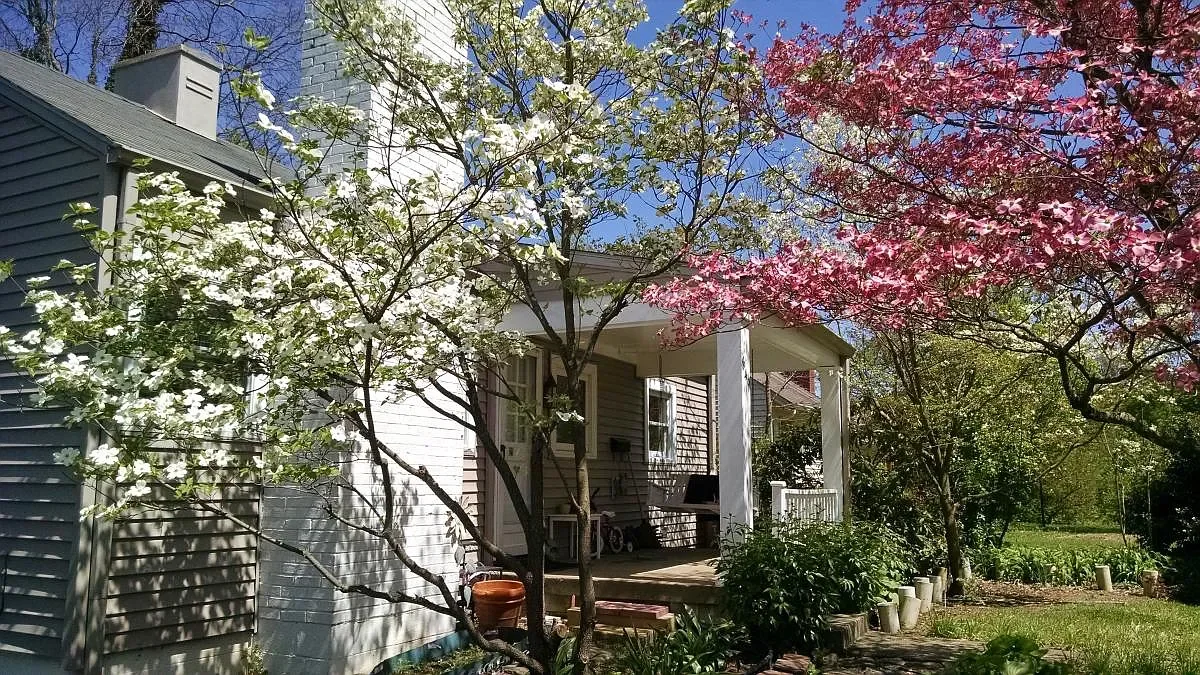 A house with a porch surrounded by blooming trees with white and pink flowers in a sunny yard.