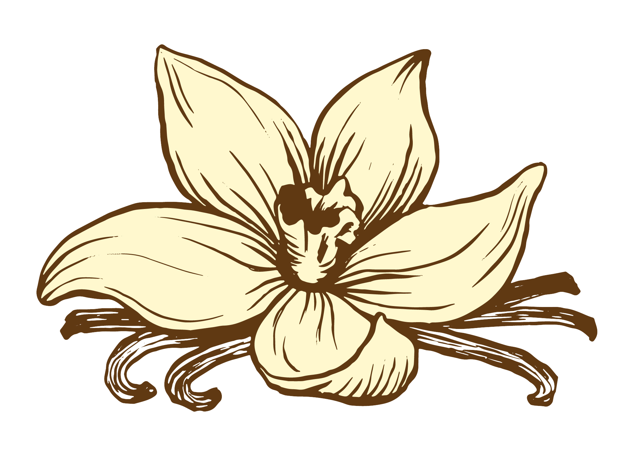 Illustration of a vanilla orchid flower with large petals and a central lip, along with vanilla beans underneath.