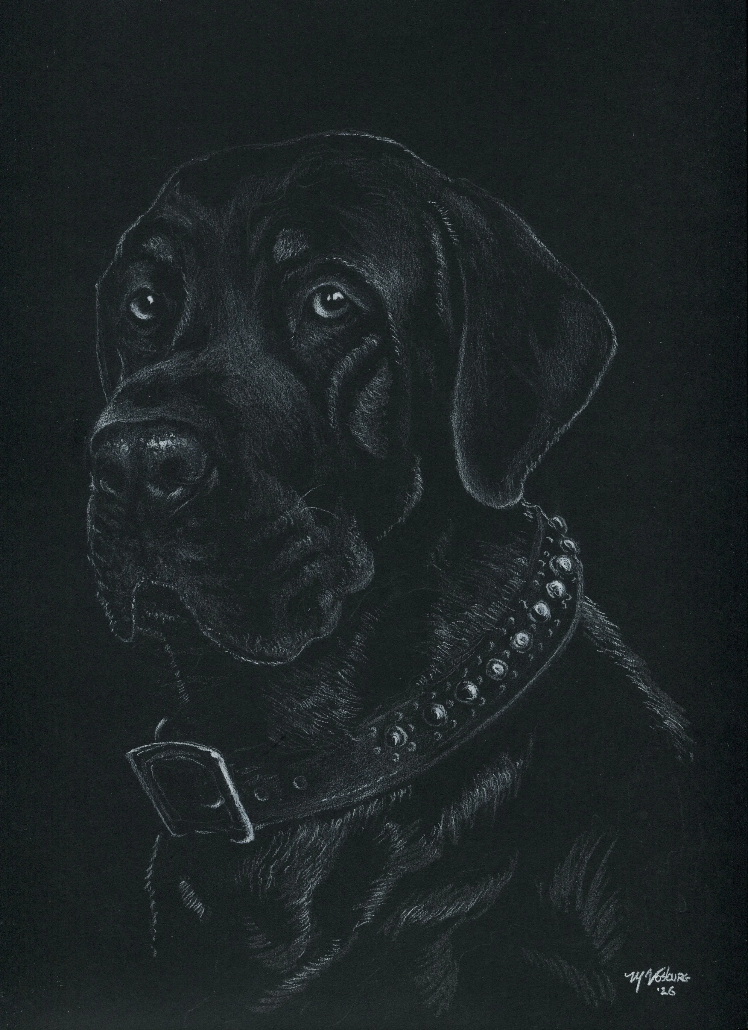 "Wyatt" - 9" x 12" white prismacolor on 140 lb vellum