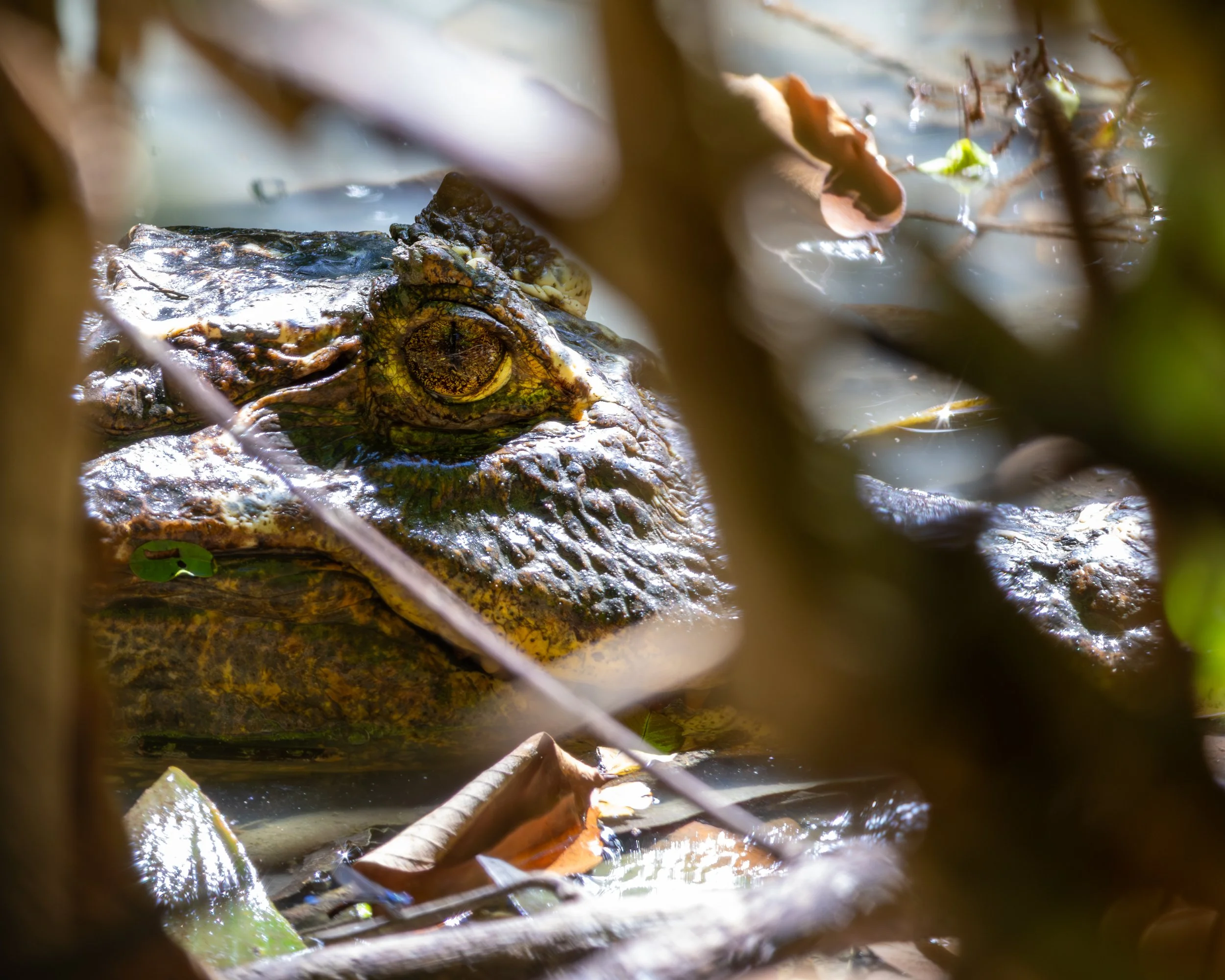 Spectacled Caiman