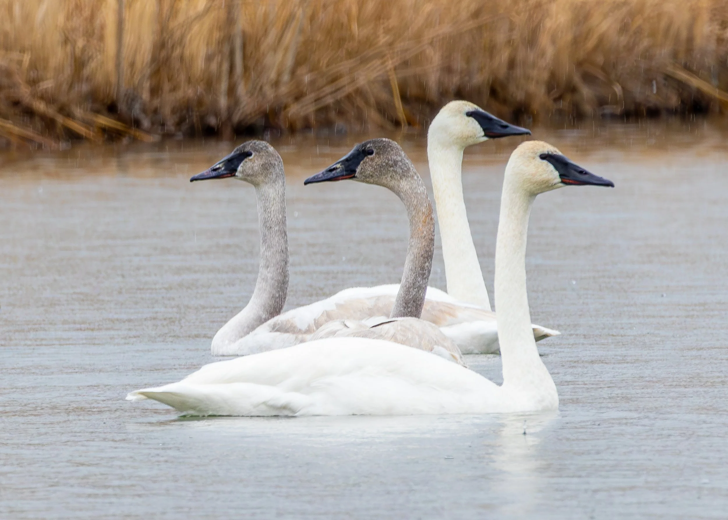 Tundra Swans