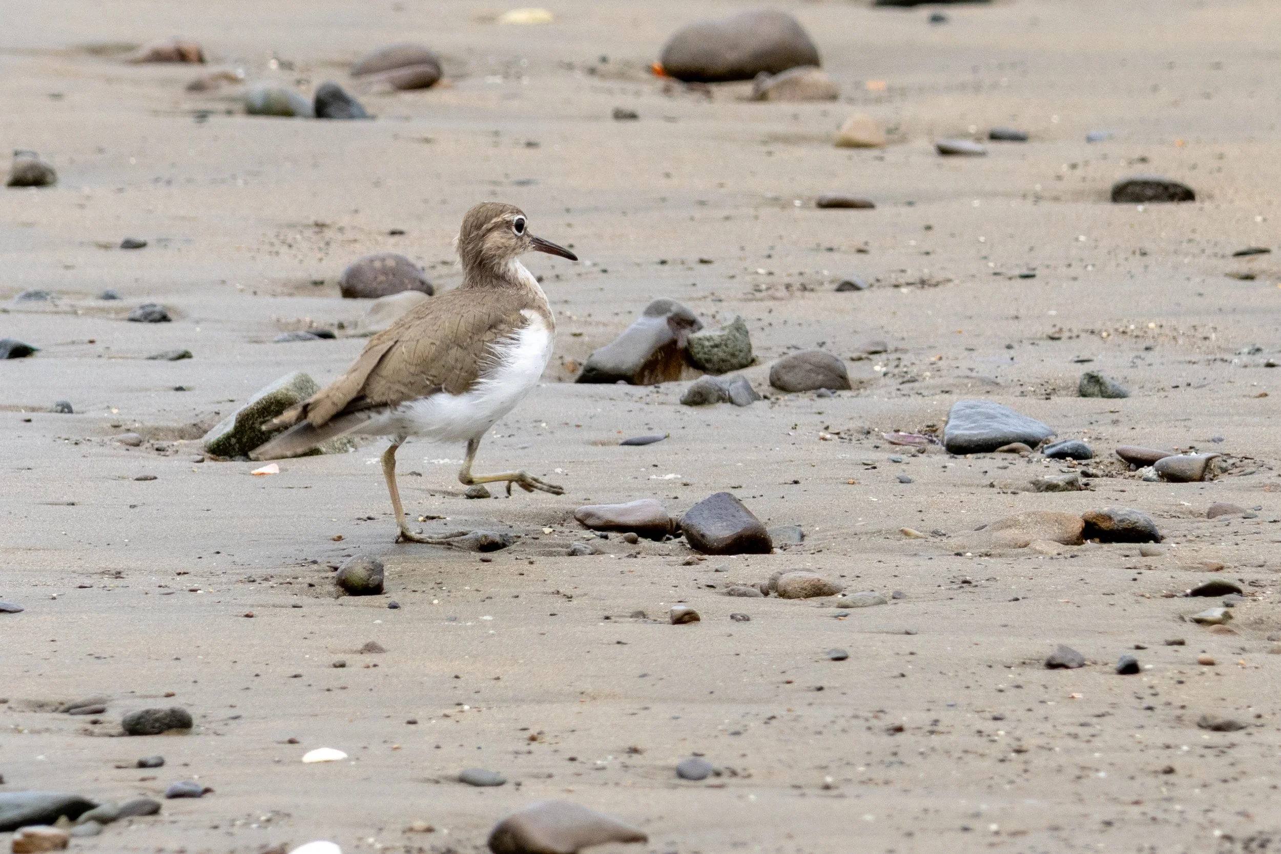Spotted Sandpiper