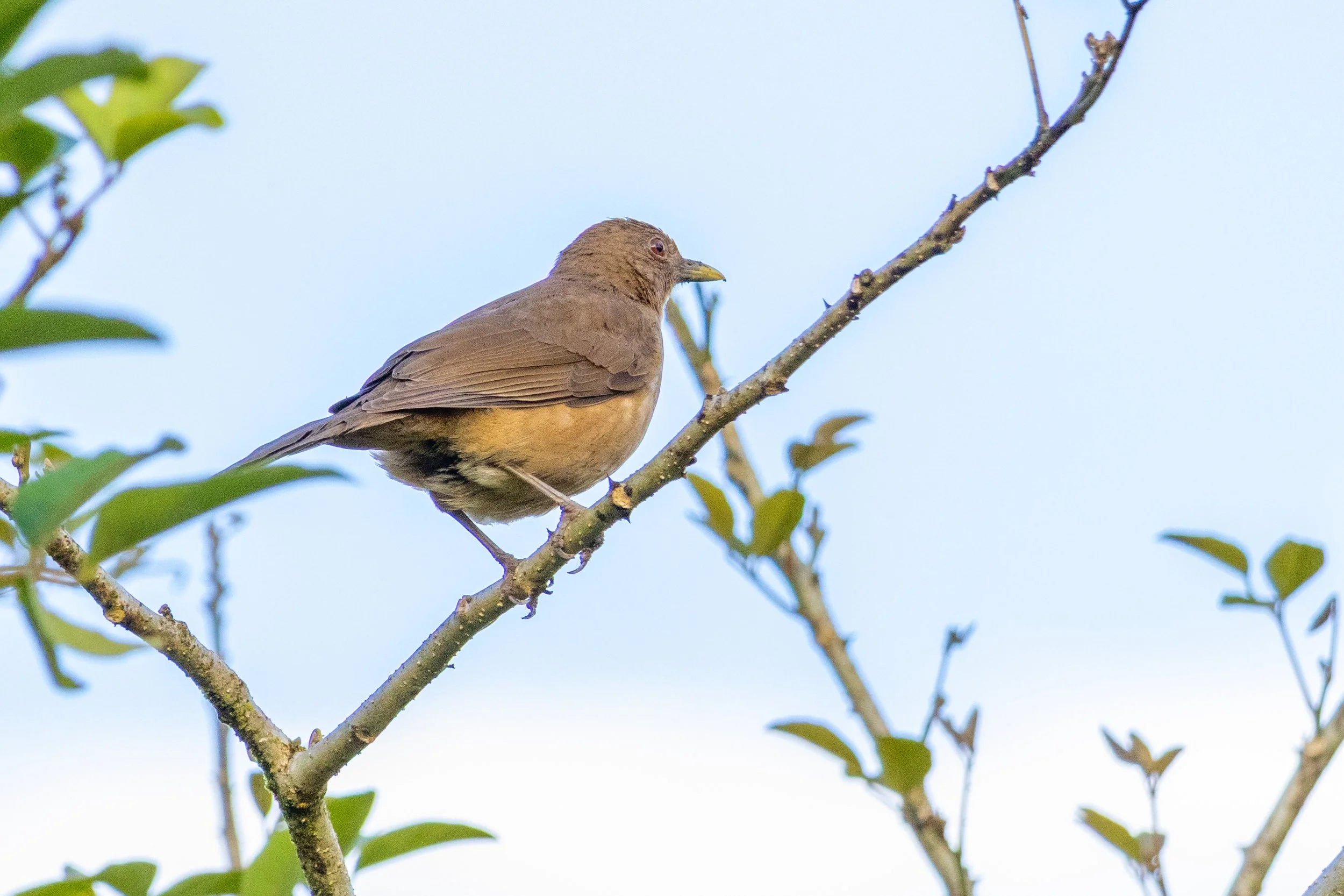 Clay-colored Thrush