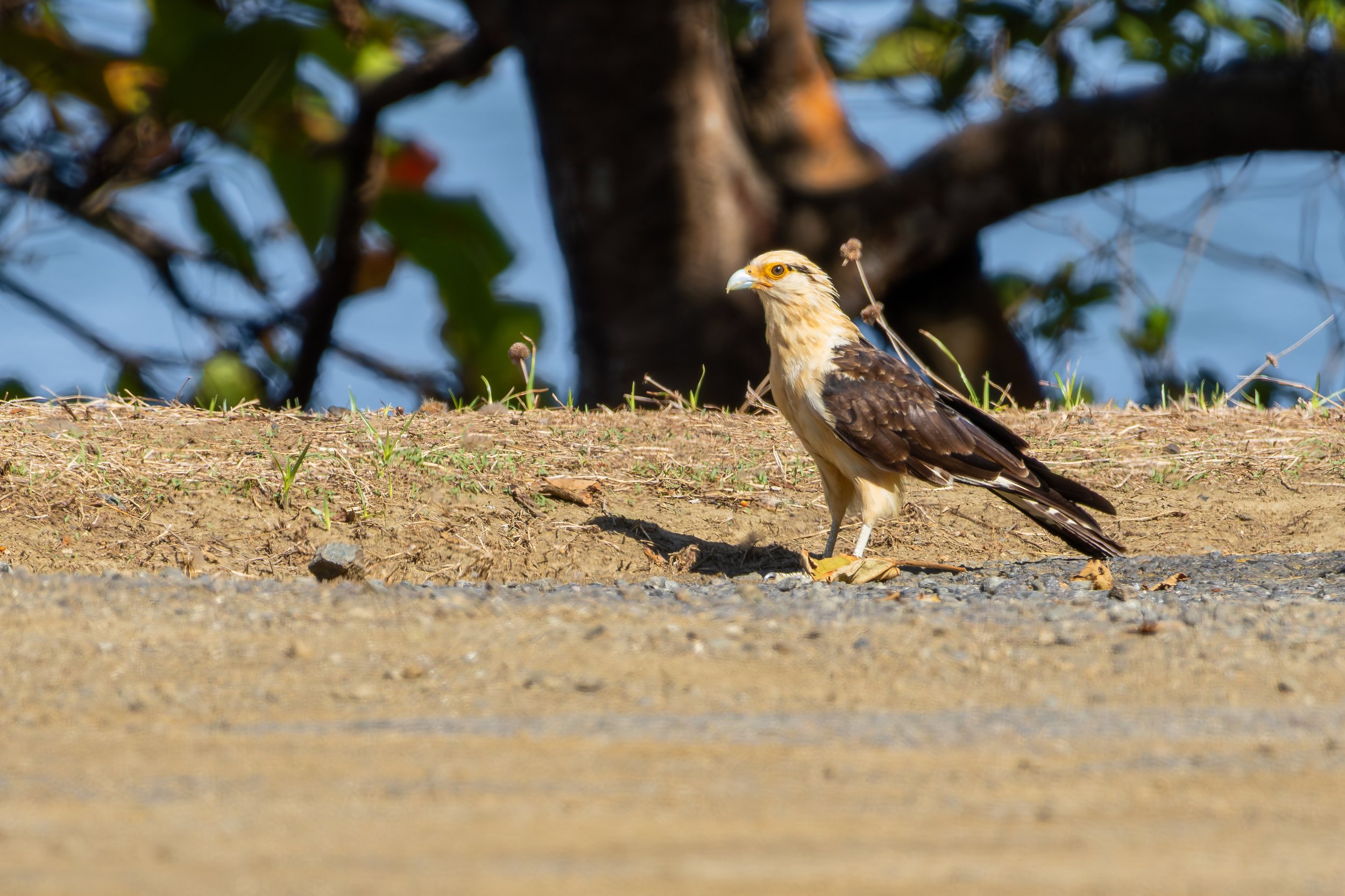 Yellow-headed Caracara