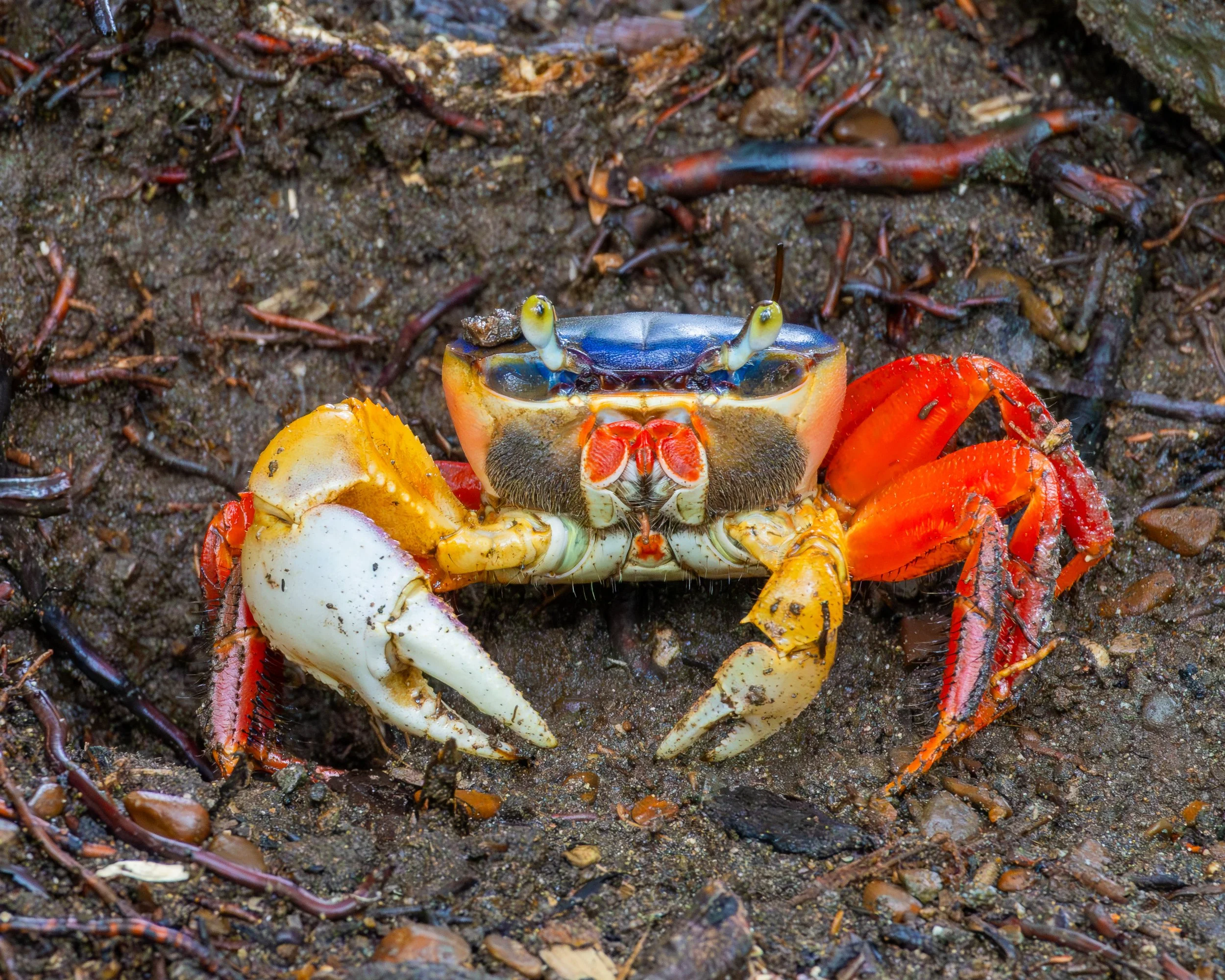 Blue Land Crab