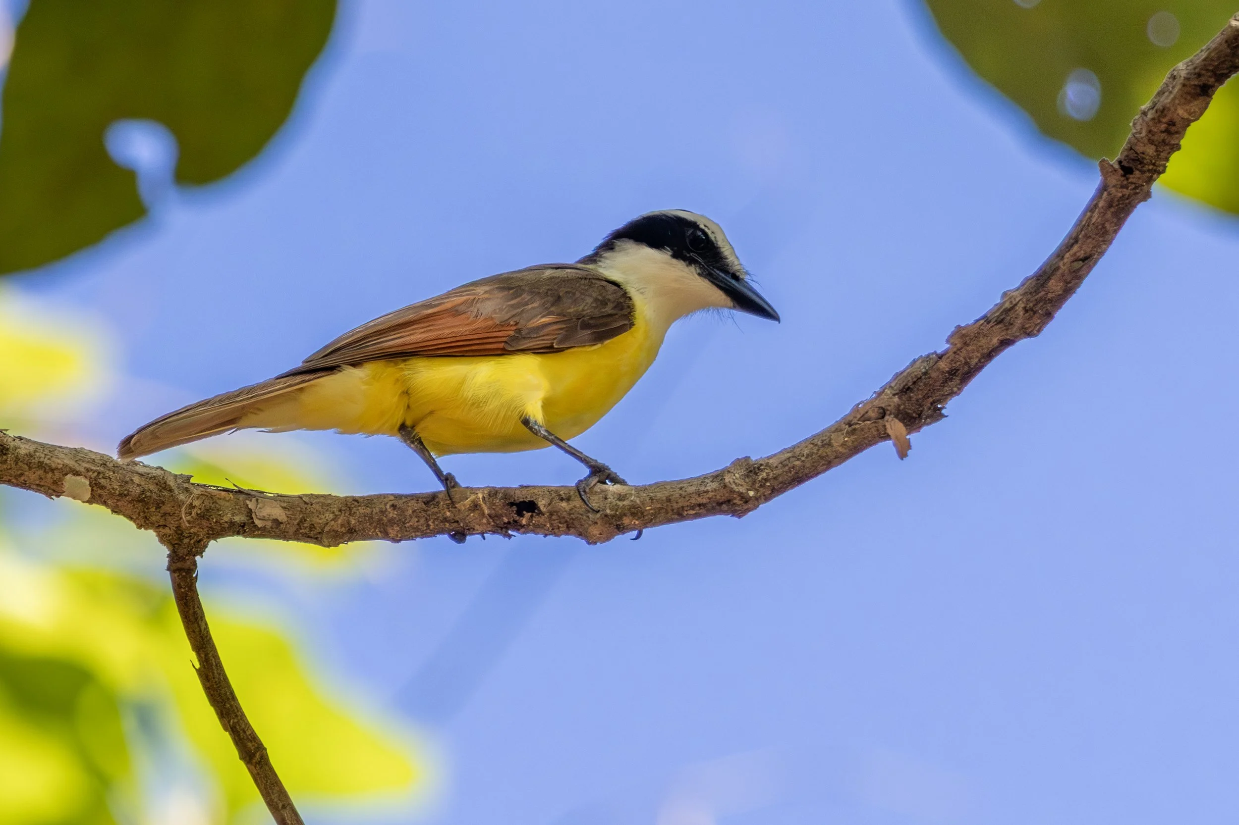 Great Kiskadee