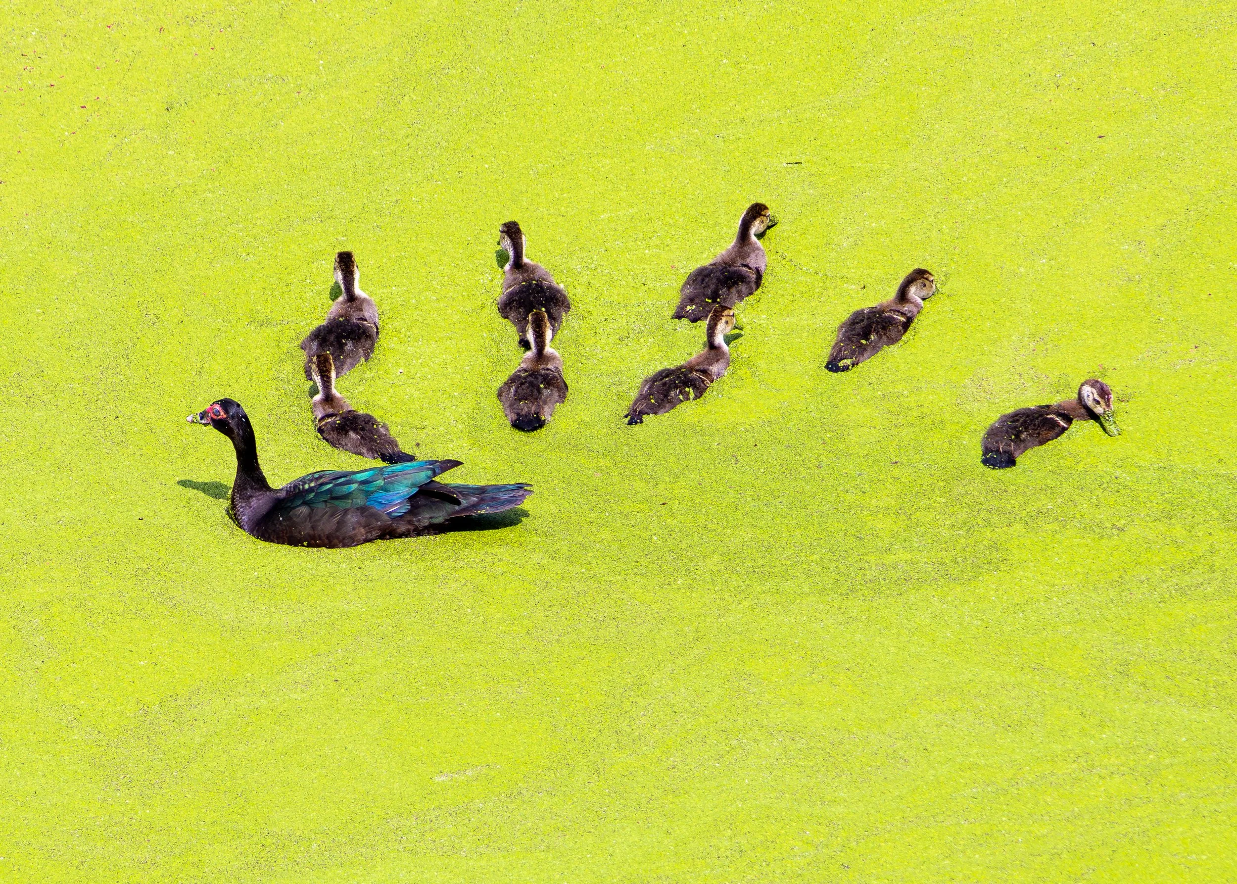Muscovy Duck and chicks