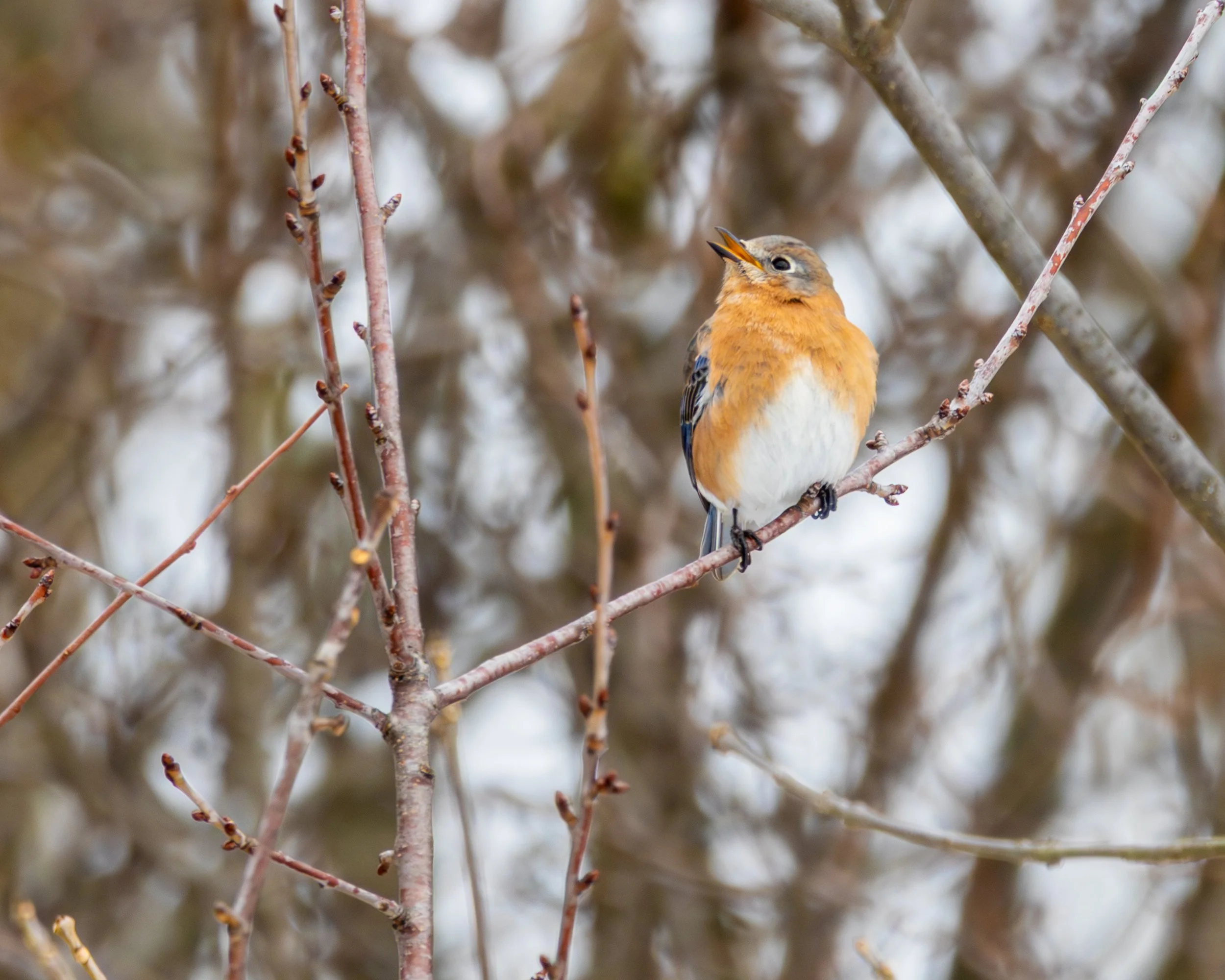 Eastern Bluebird