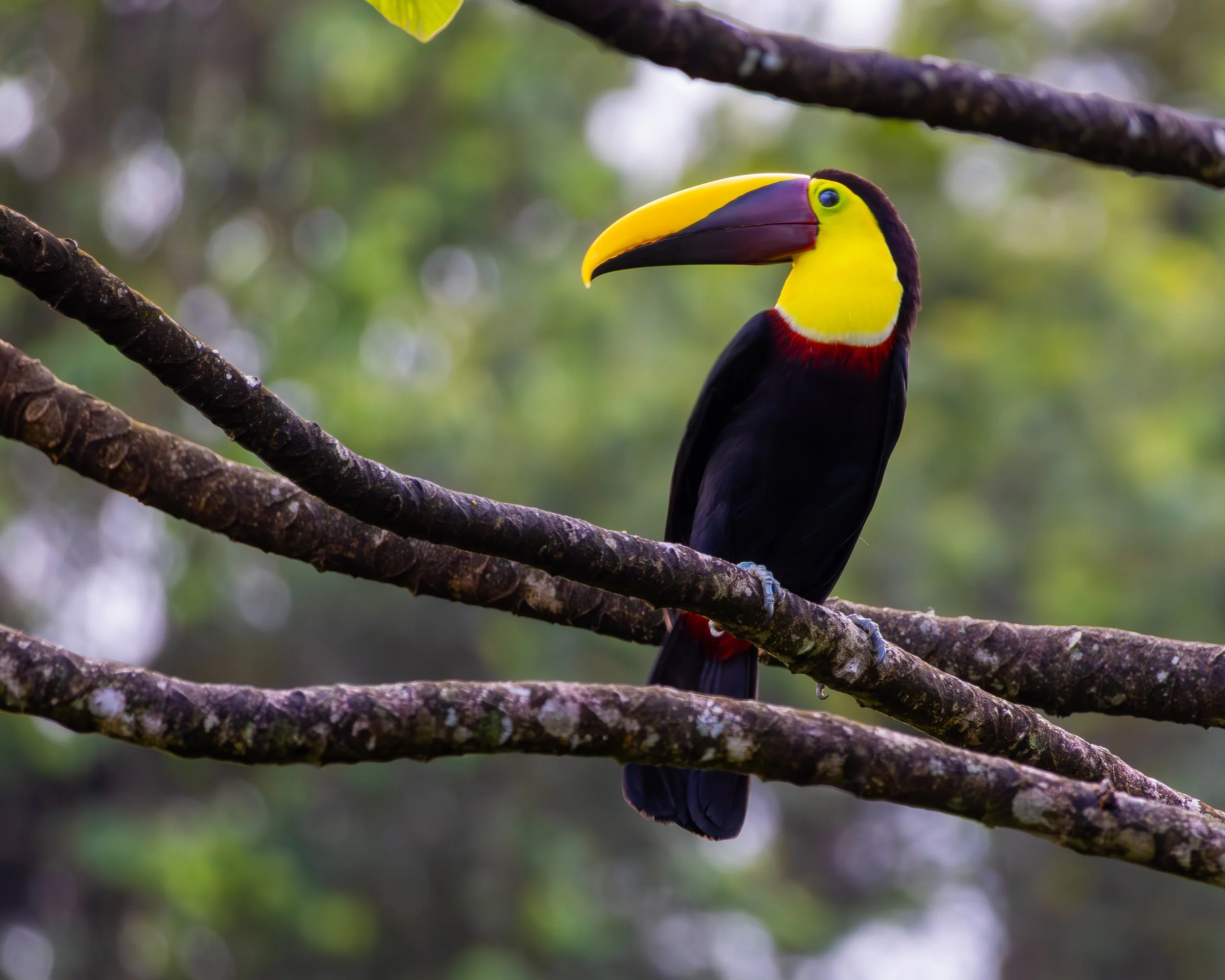 Yellow-throated Toucan