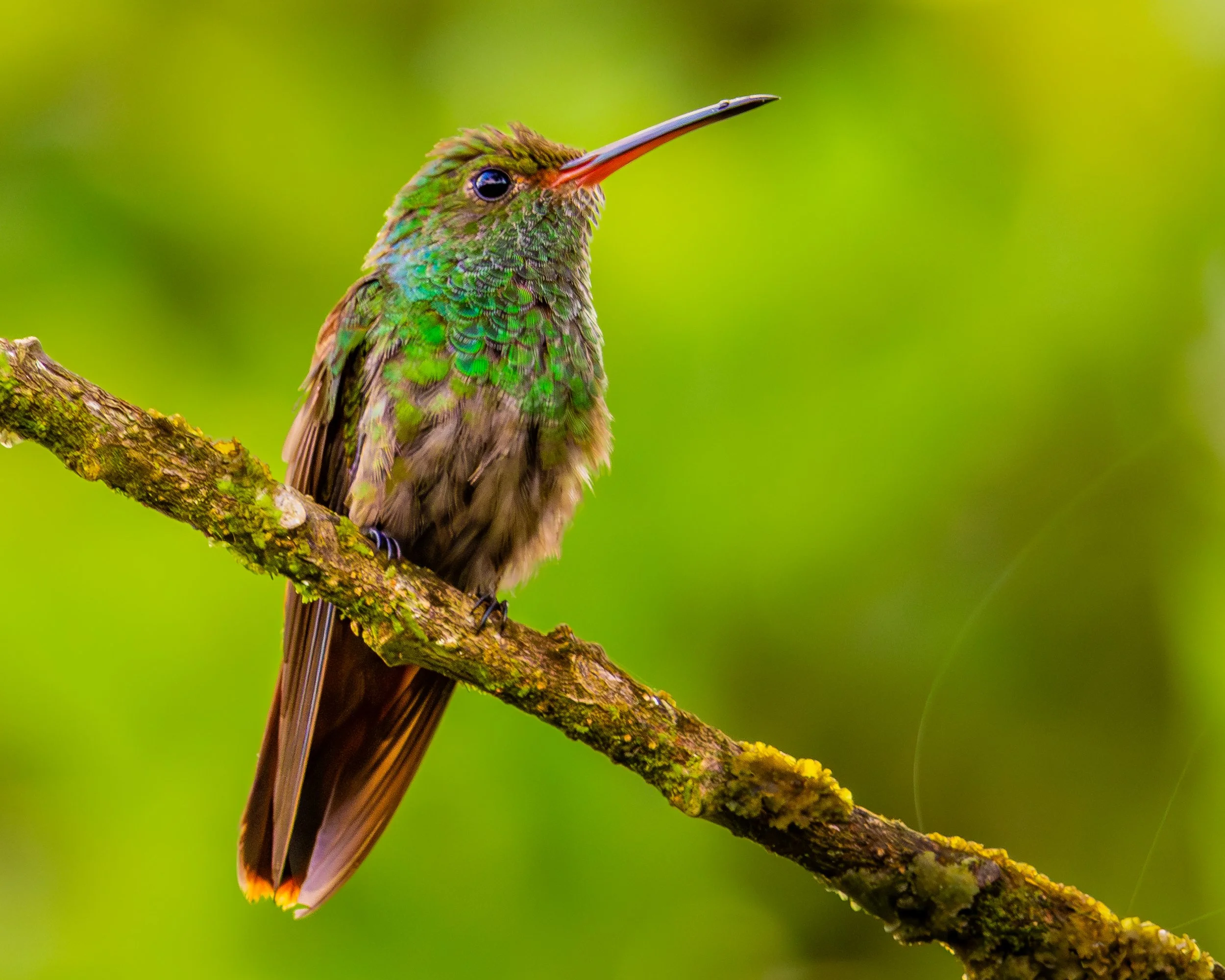 Rufous-tailed Humminbird