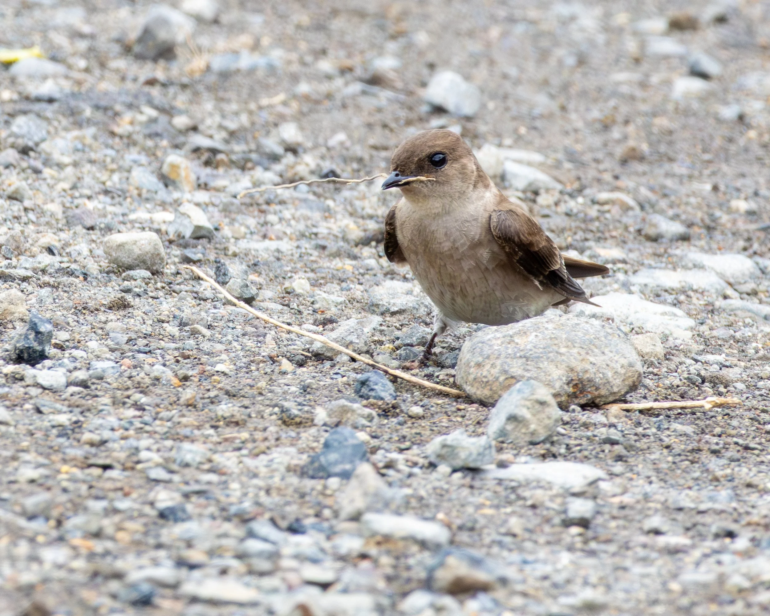 Gray-throated Martin