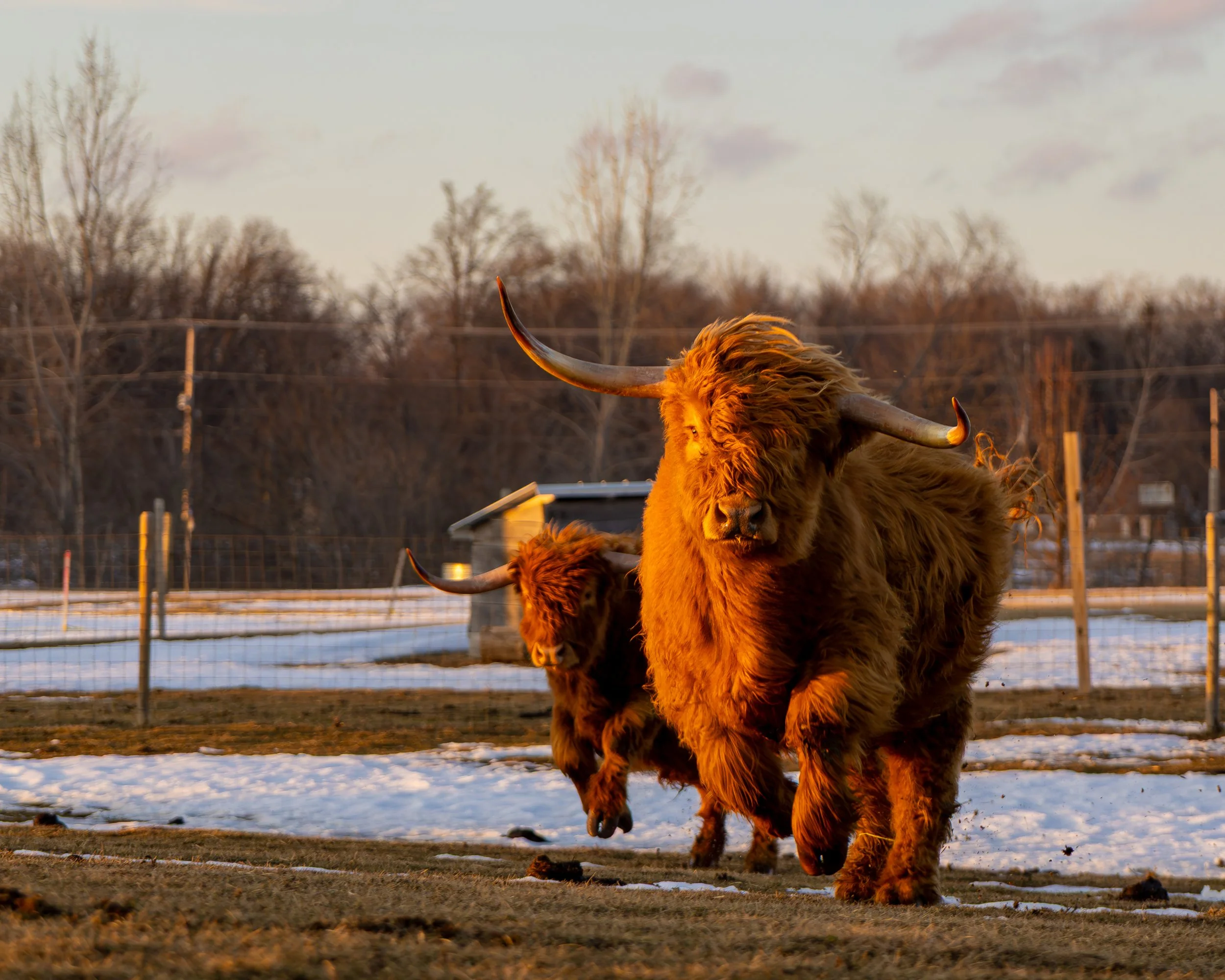 Highland Cows Running
