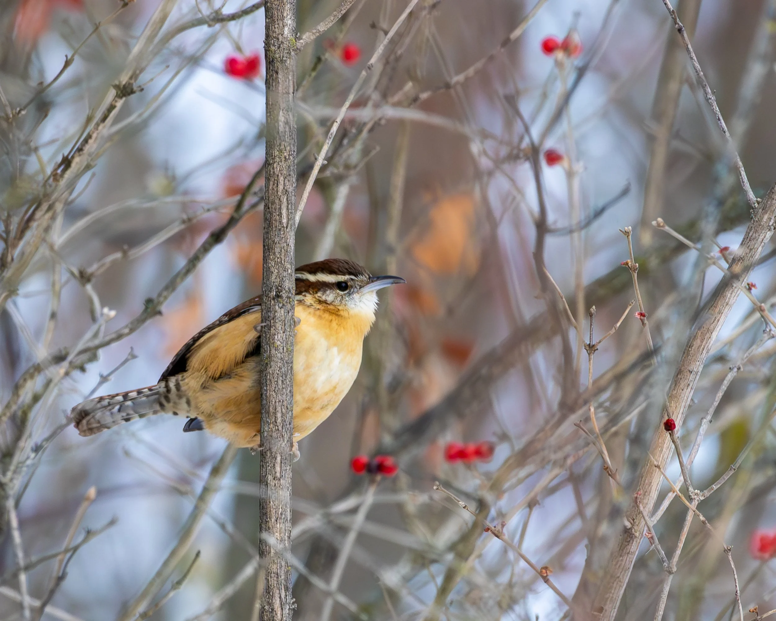 Carolina Wren