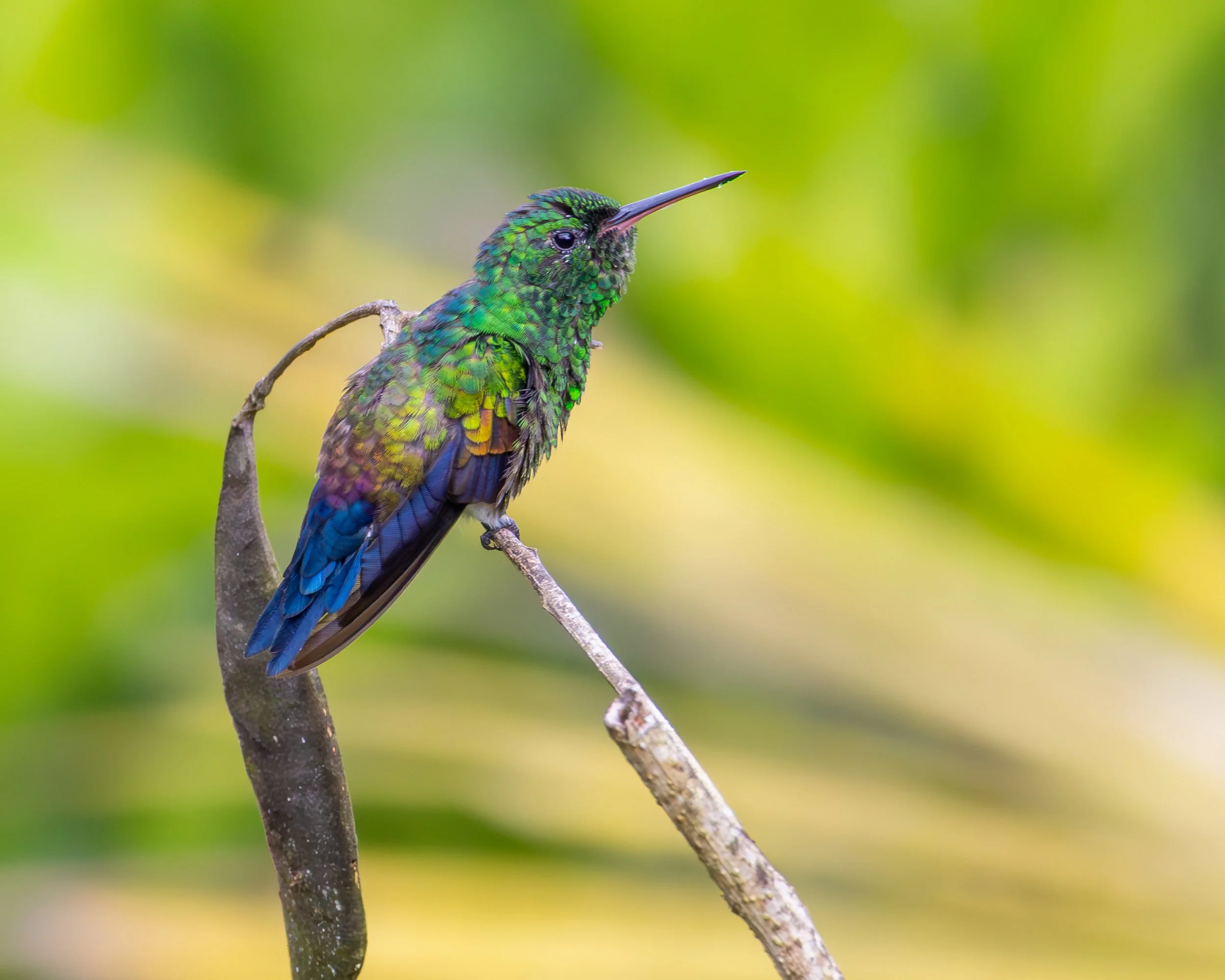 Blue Vented Hummingbird