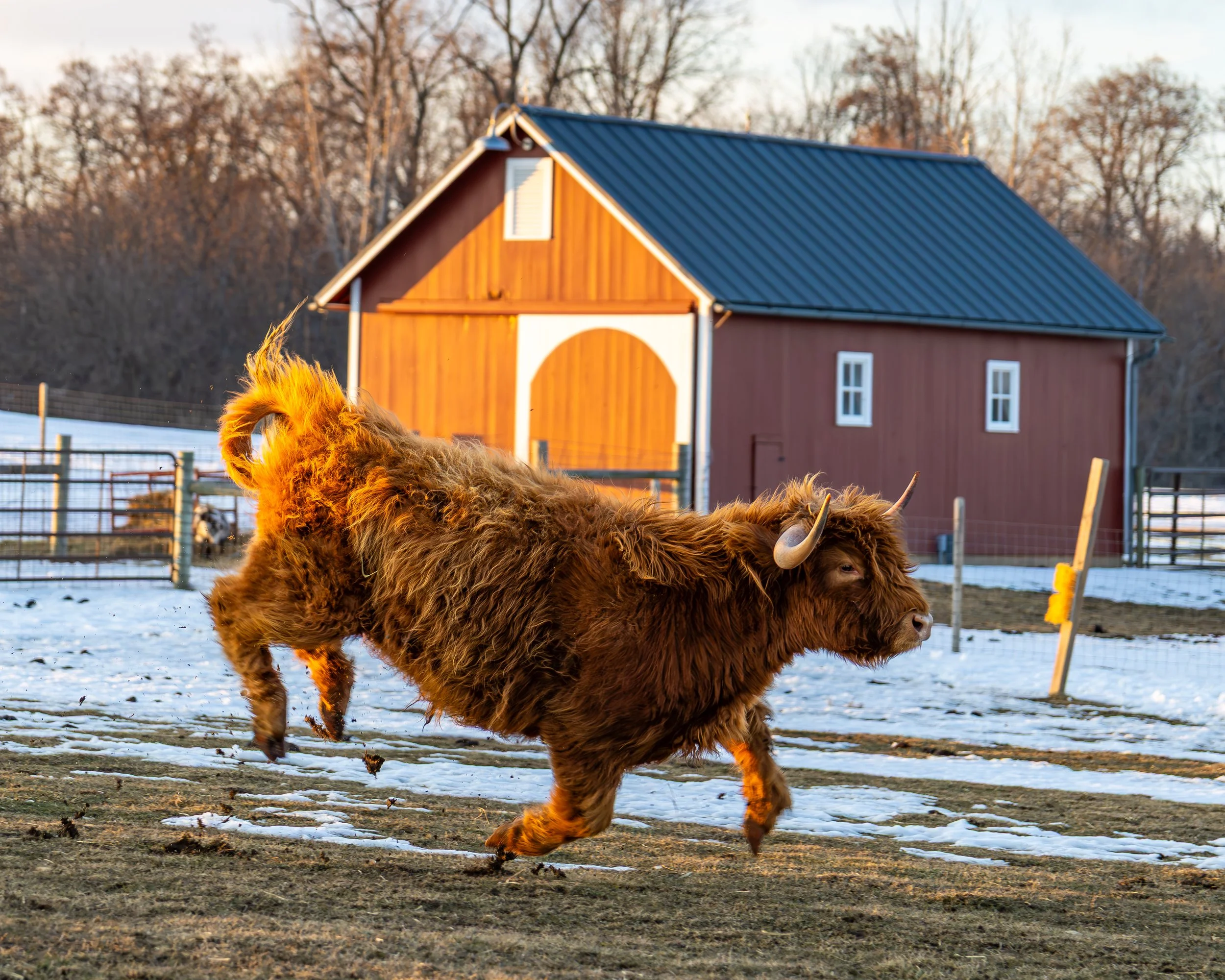 Highland Cow Bucking