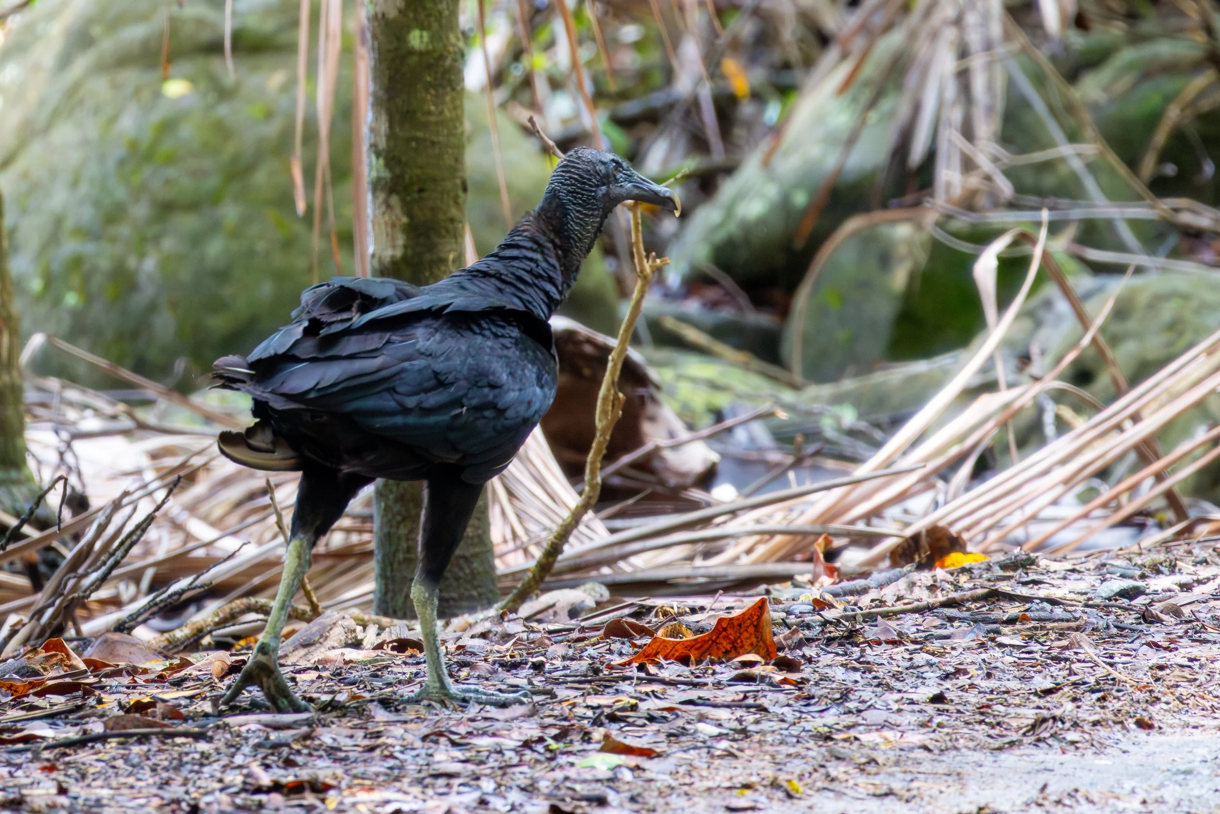 Black Vulture