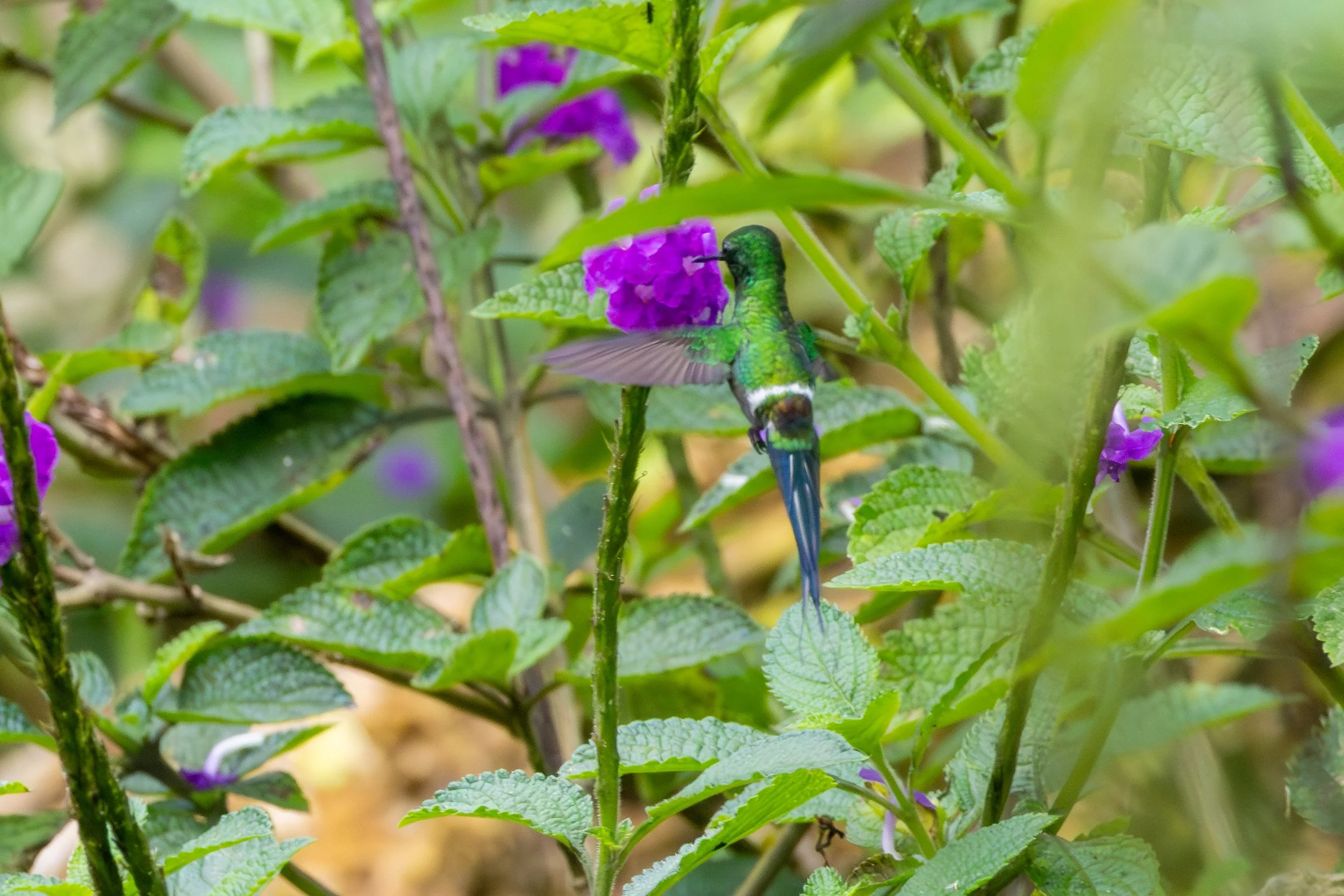 Green Thorntail Hummingbird