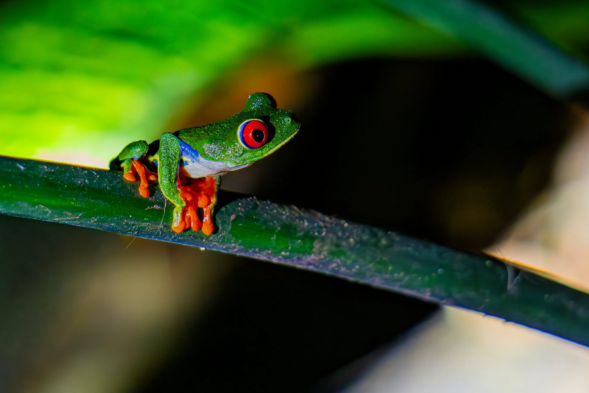 Red-eyed Tree Frog