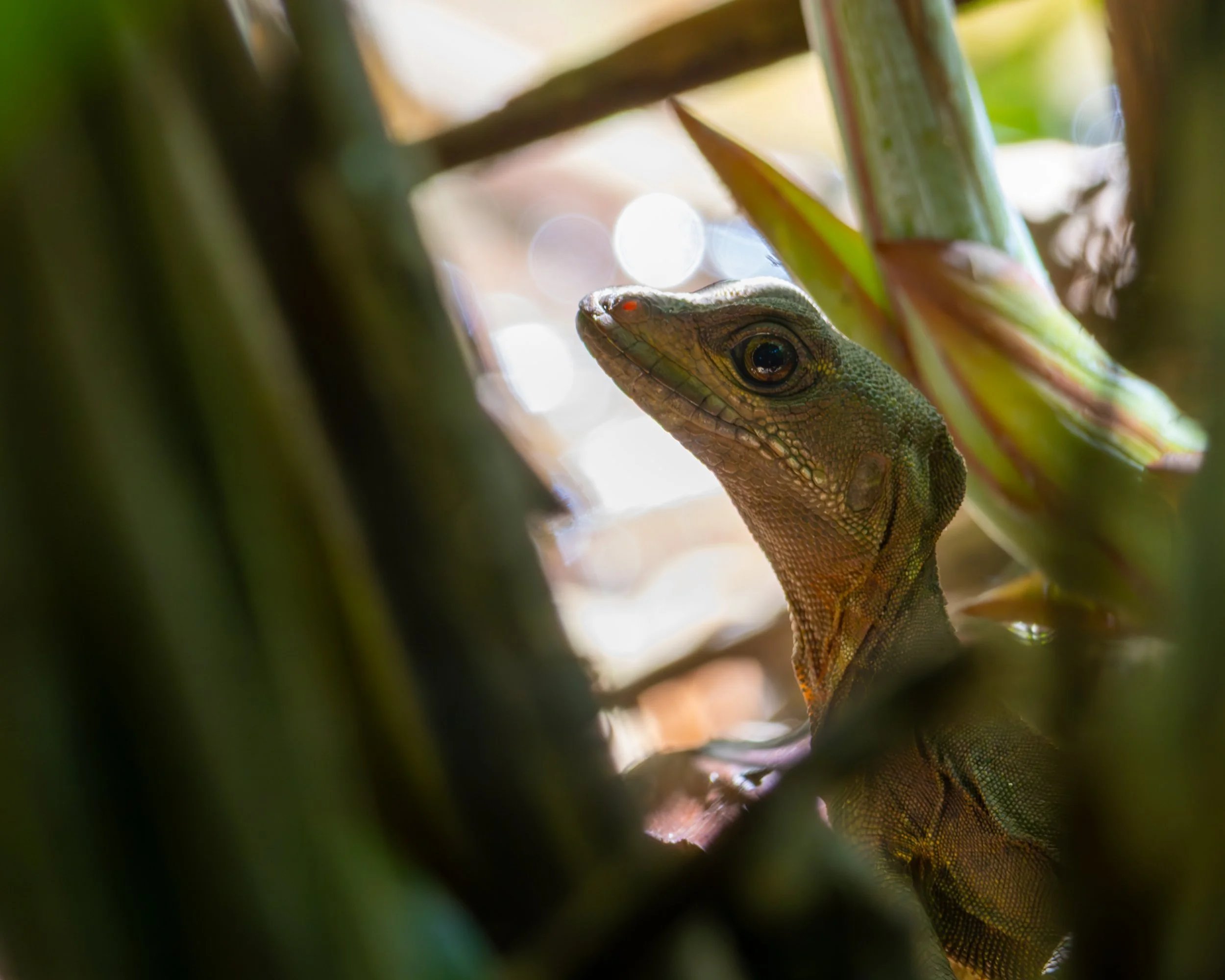 Basilisk LIzard