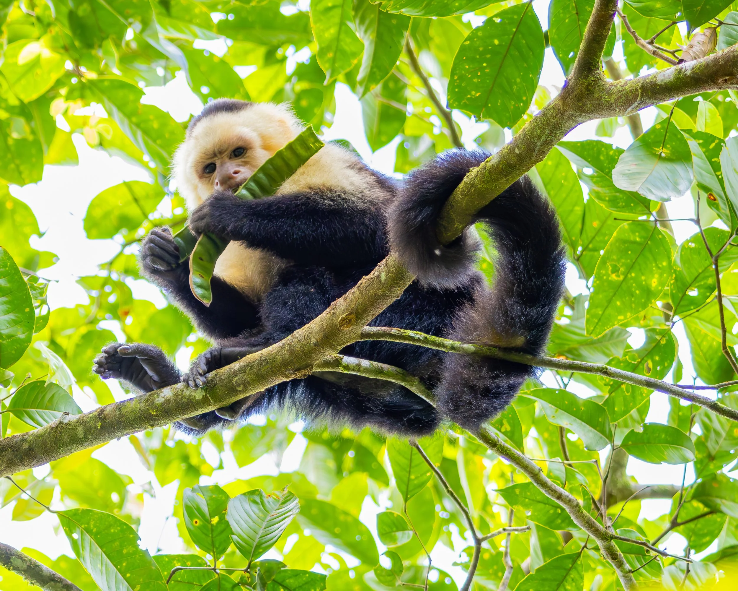 Capuchin Monkey