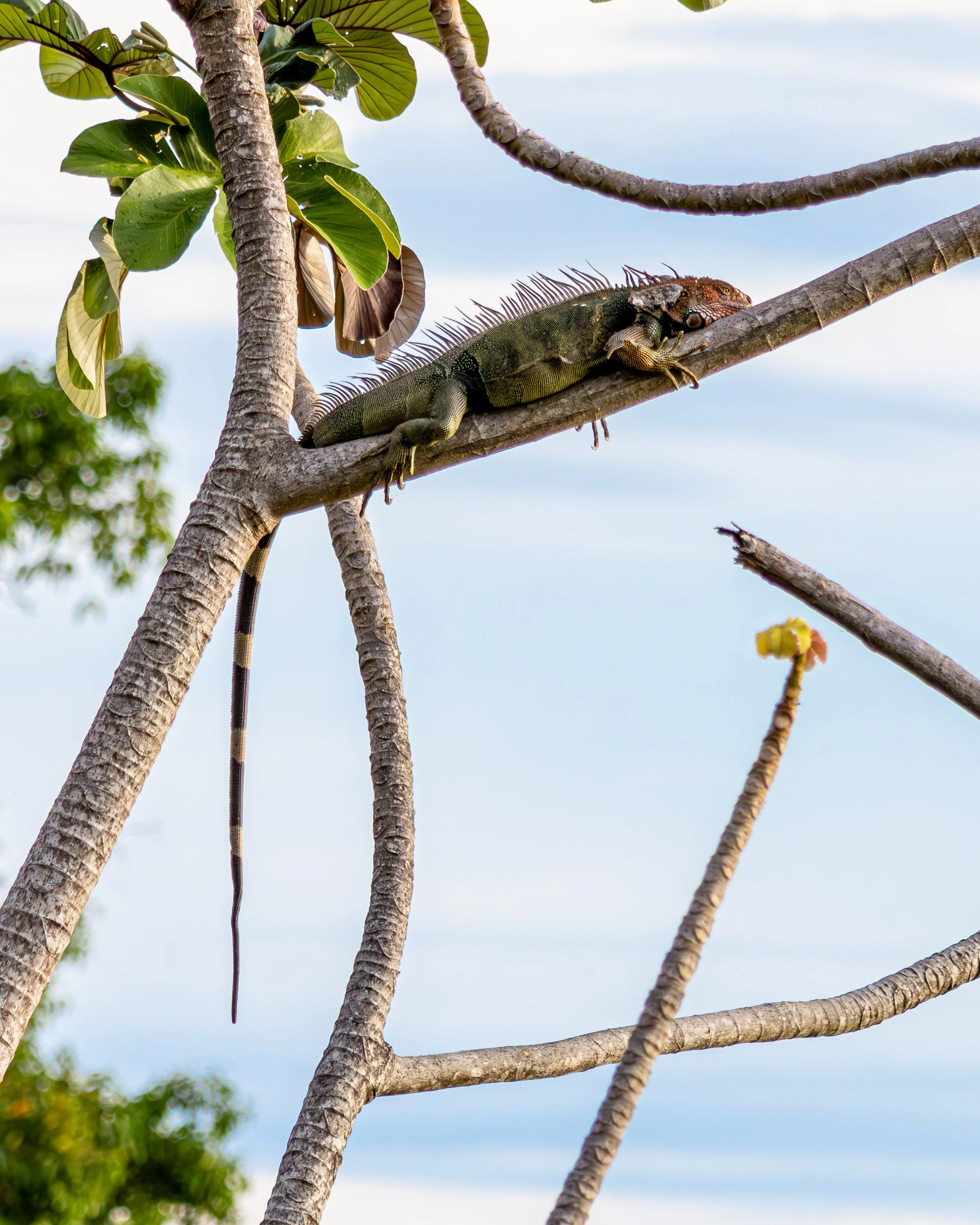 Green Iguana