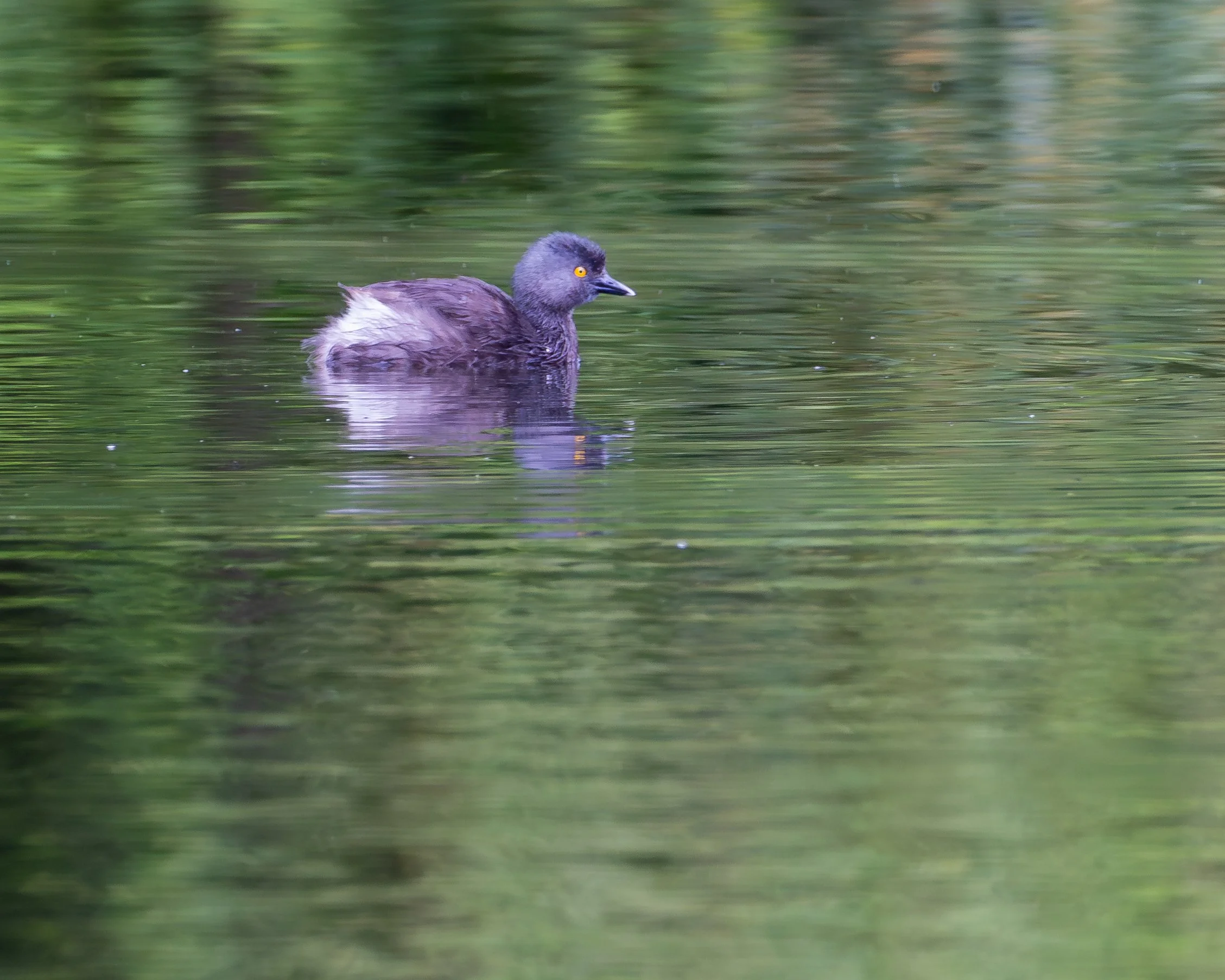 Pied Bill Grebe