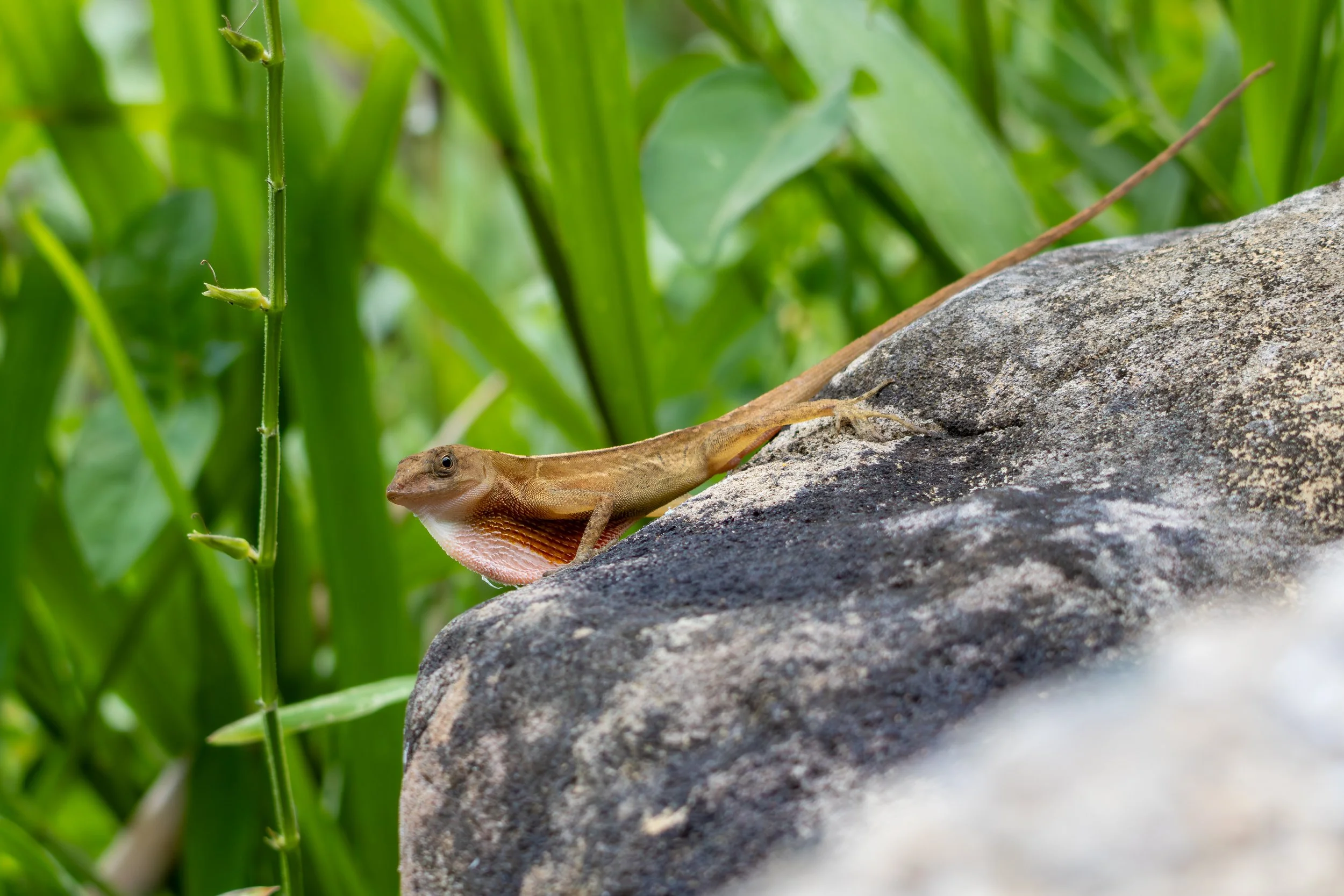 Brown Anole