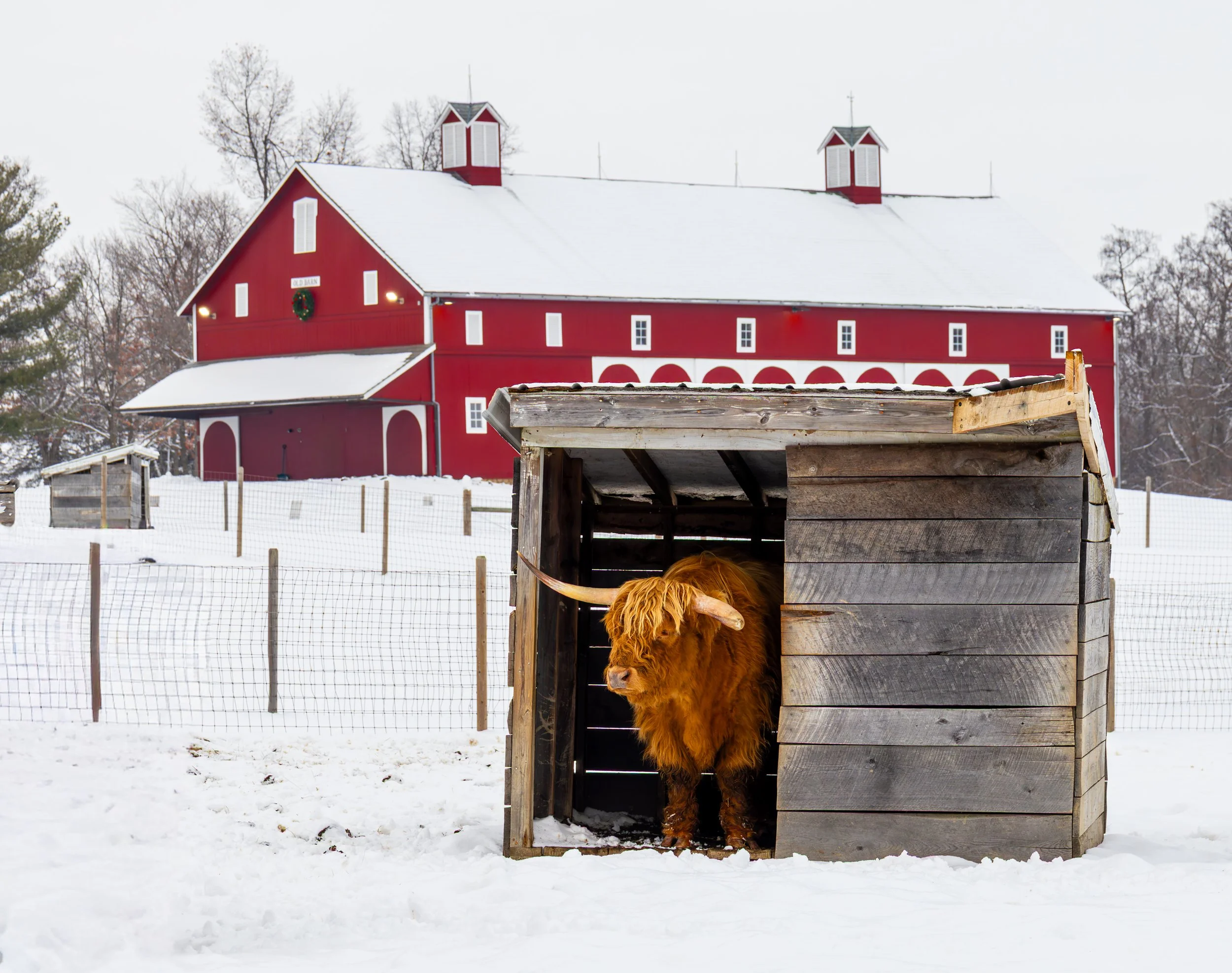 Highland Cow