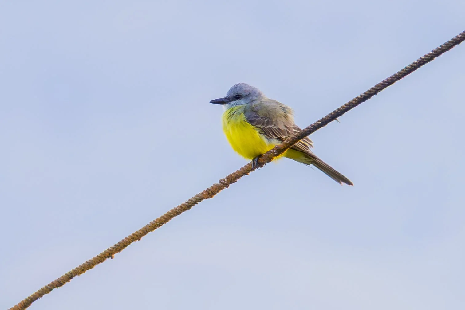 Tropical Kingbird