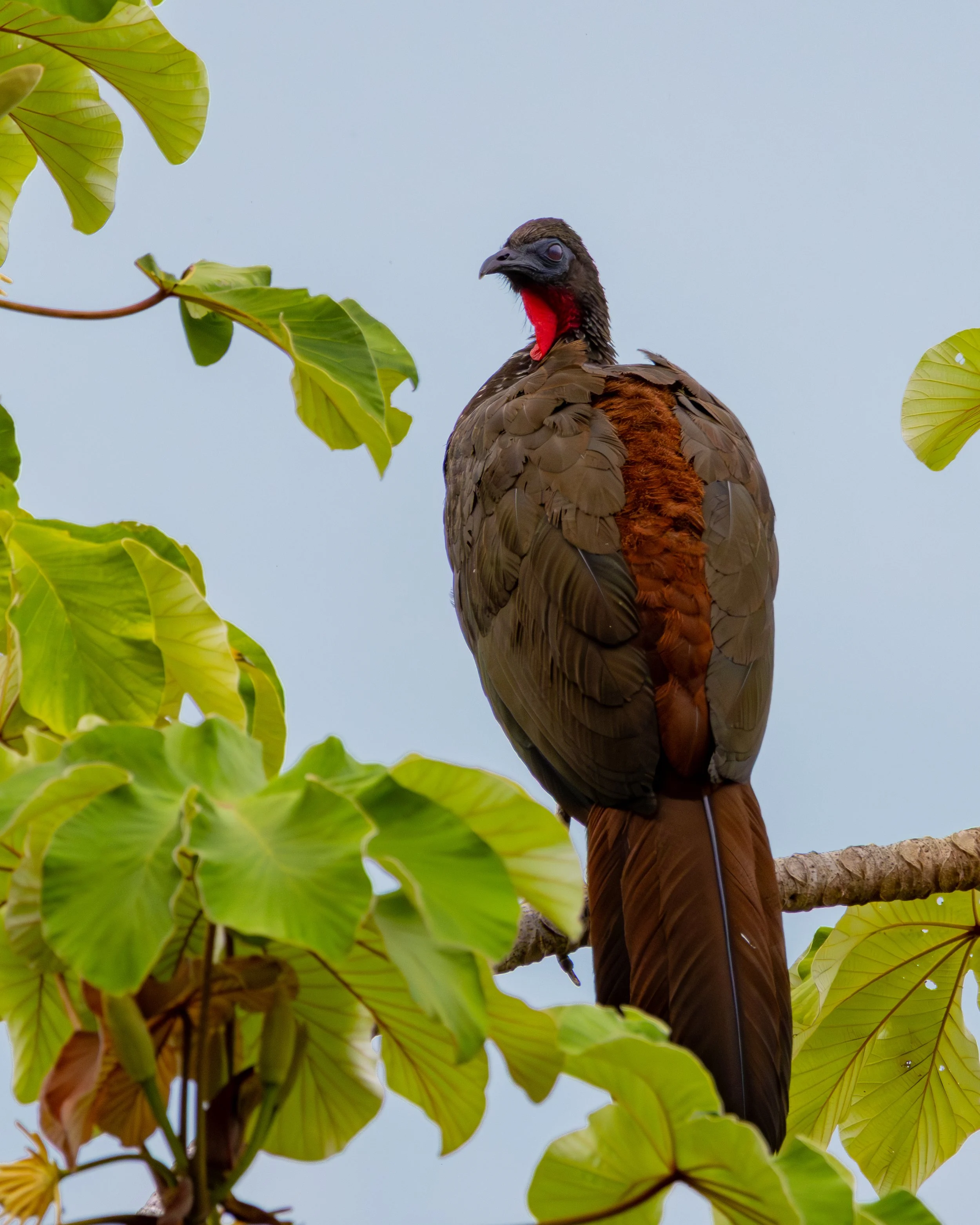 Crested Guan