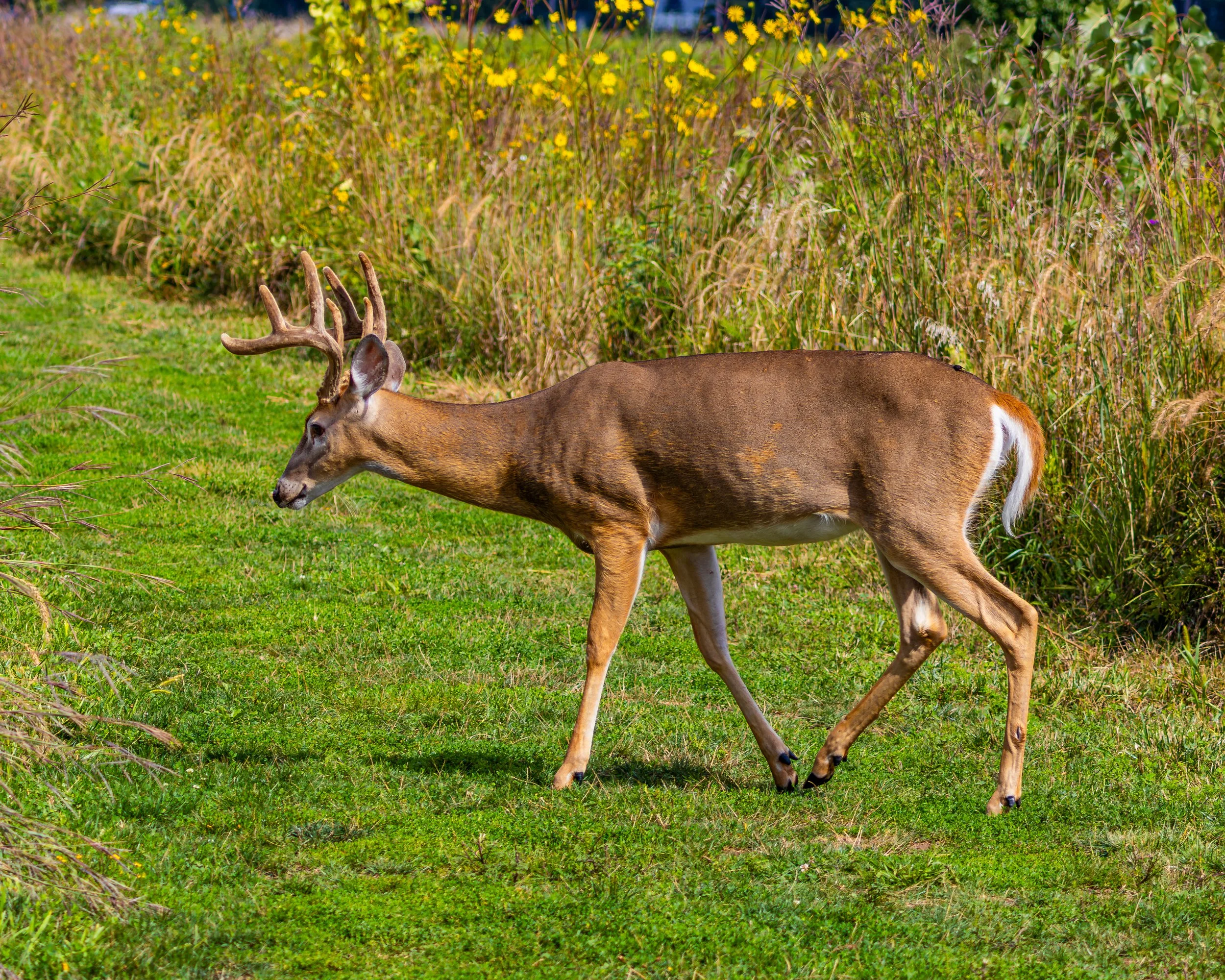 White-tailed Deer taken at Eagle Marsh Nature Preserve