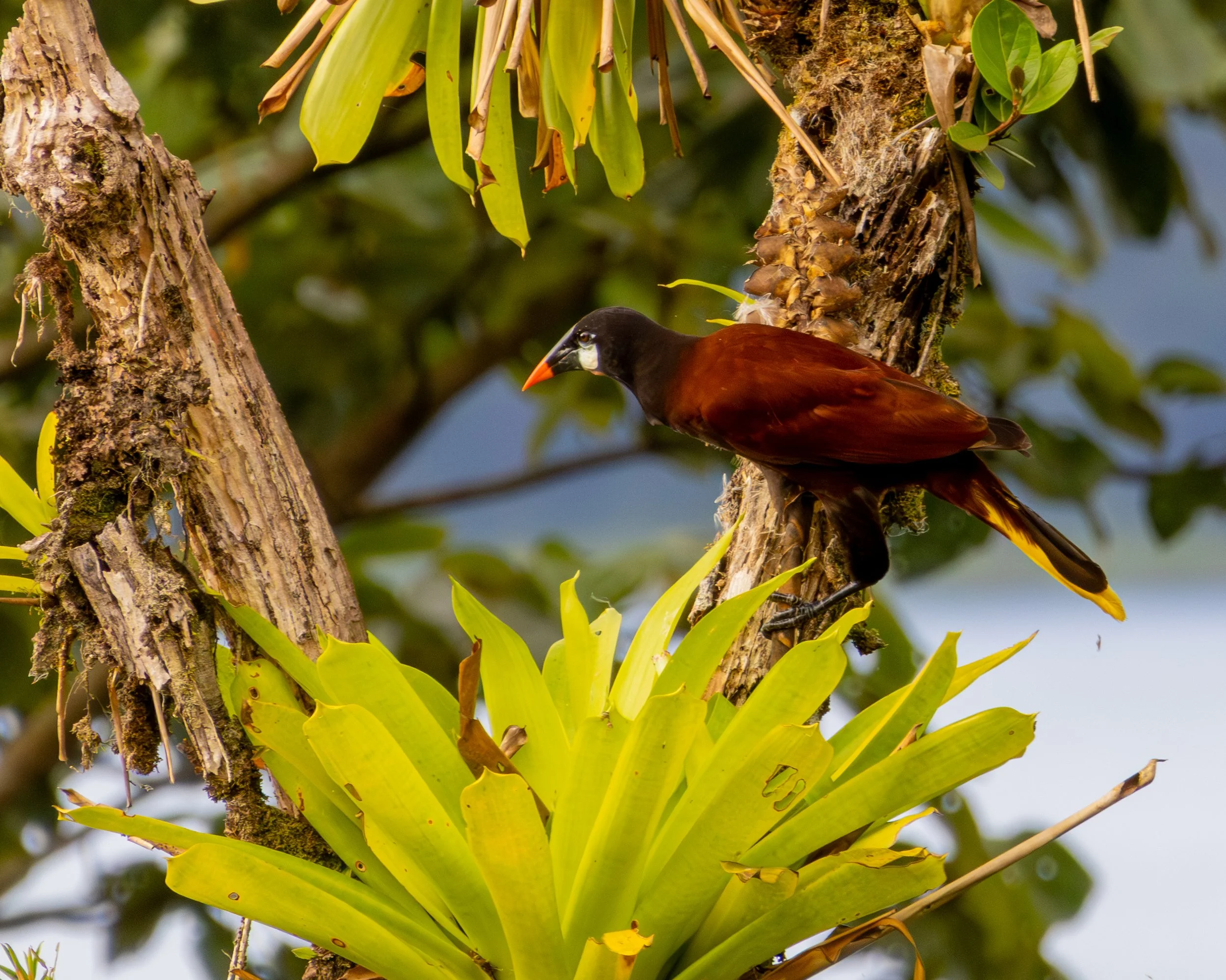 Montezuma Oropendola