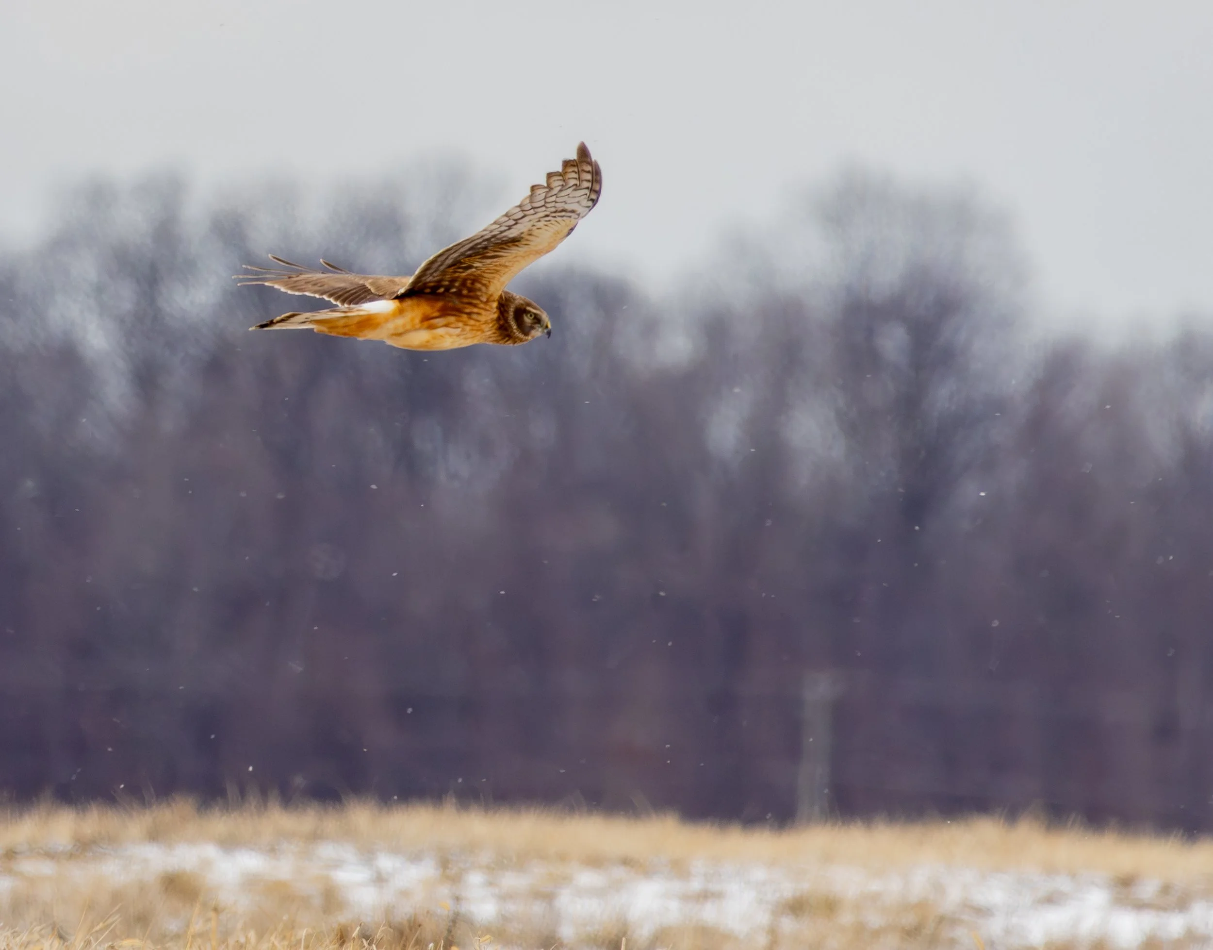 Northern Harrier