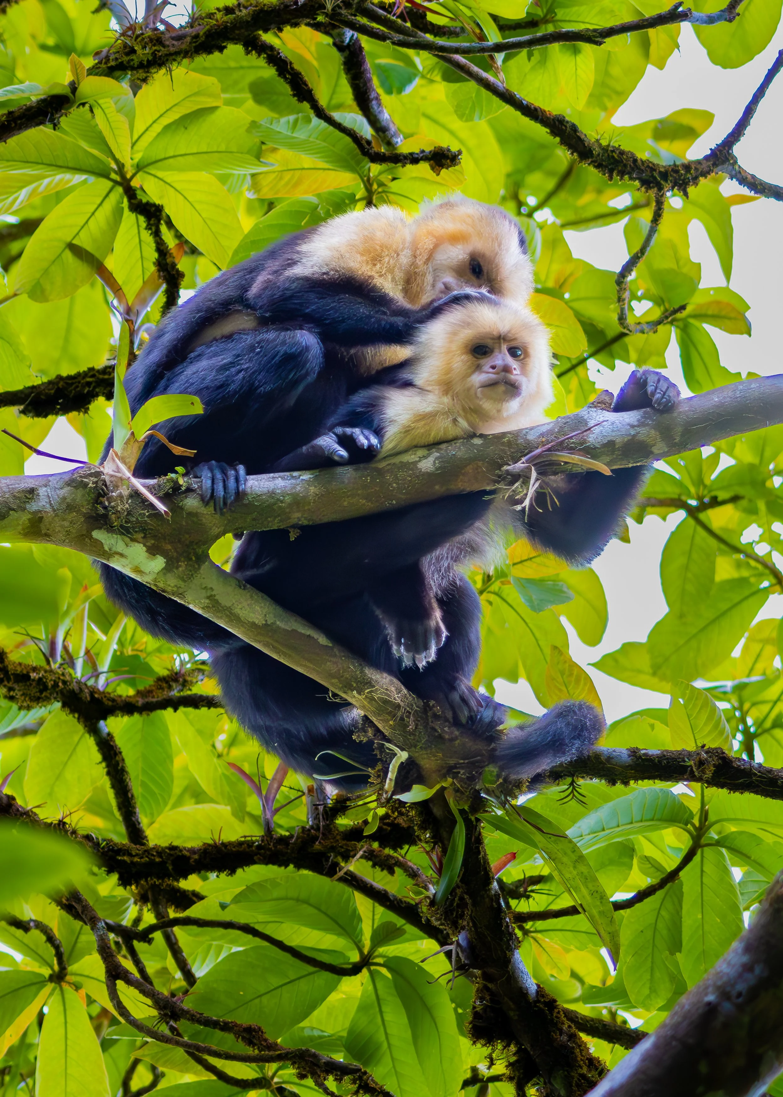 Capuchin Monkey