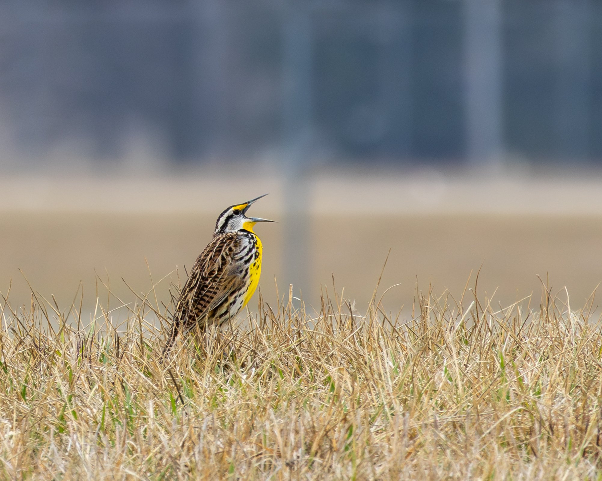 Eastern Meadlowlark