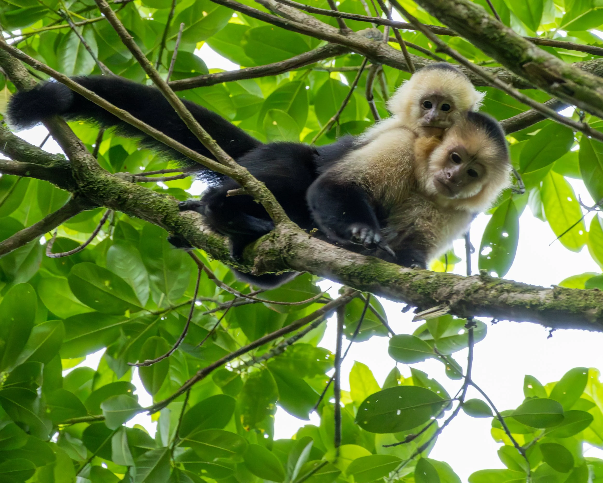 Capuchin Monkey