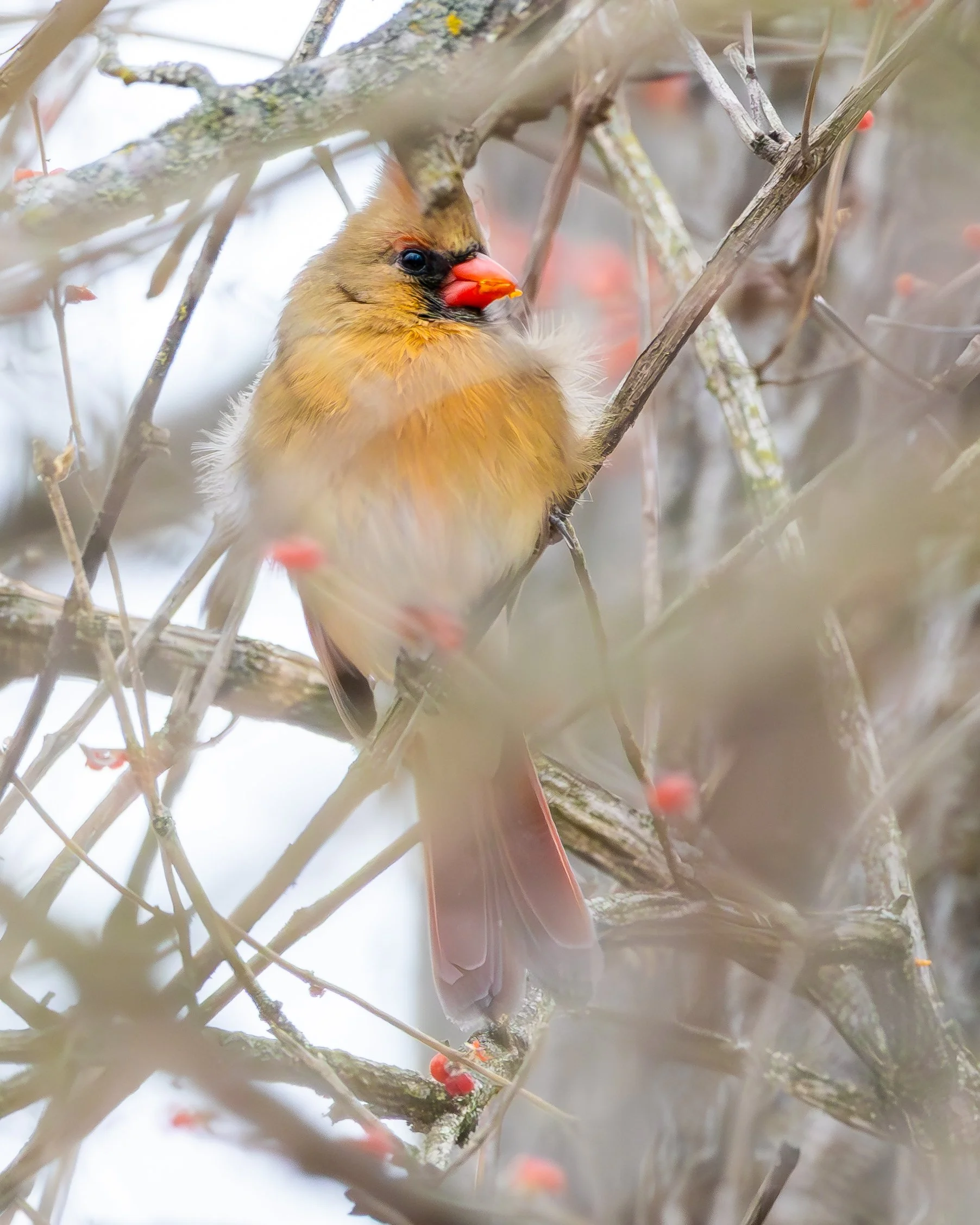 Female Northern Cardinal taken at Salomon Farm Park