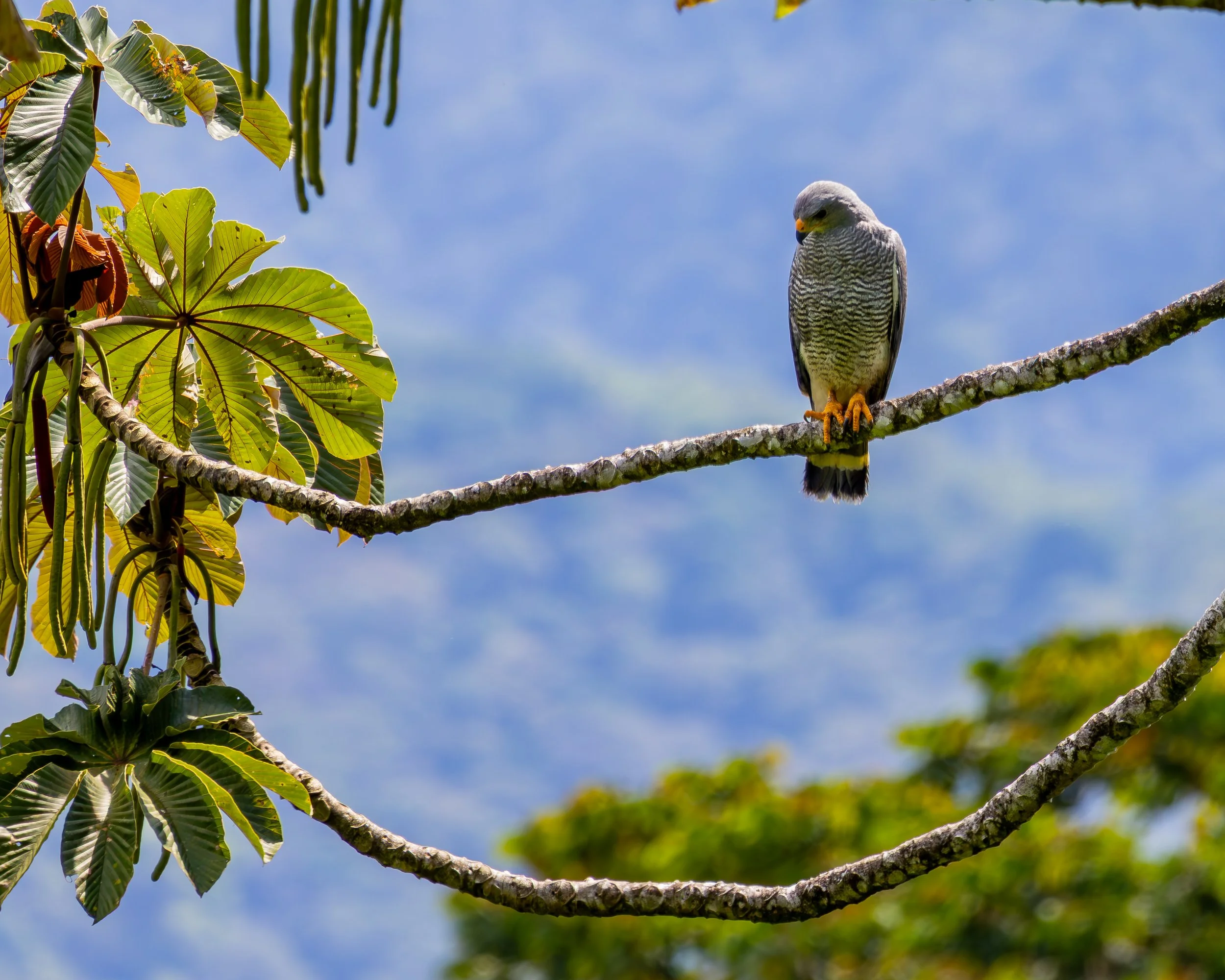 Grey Hawk